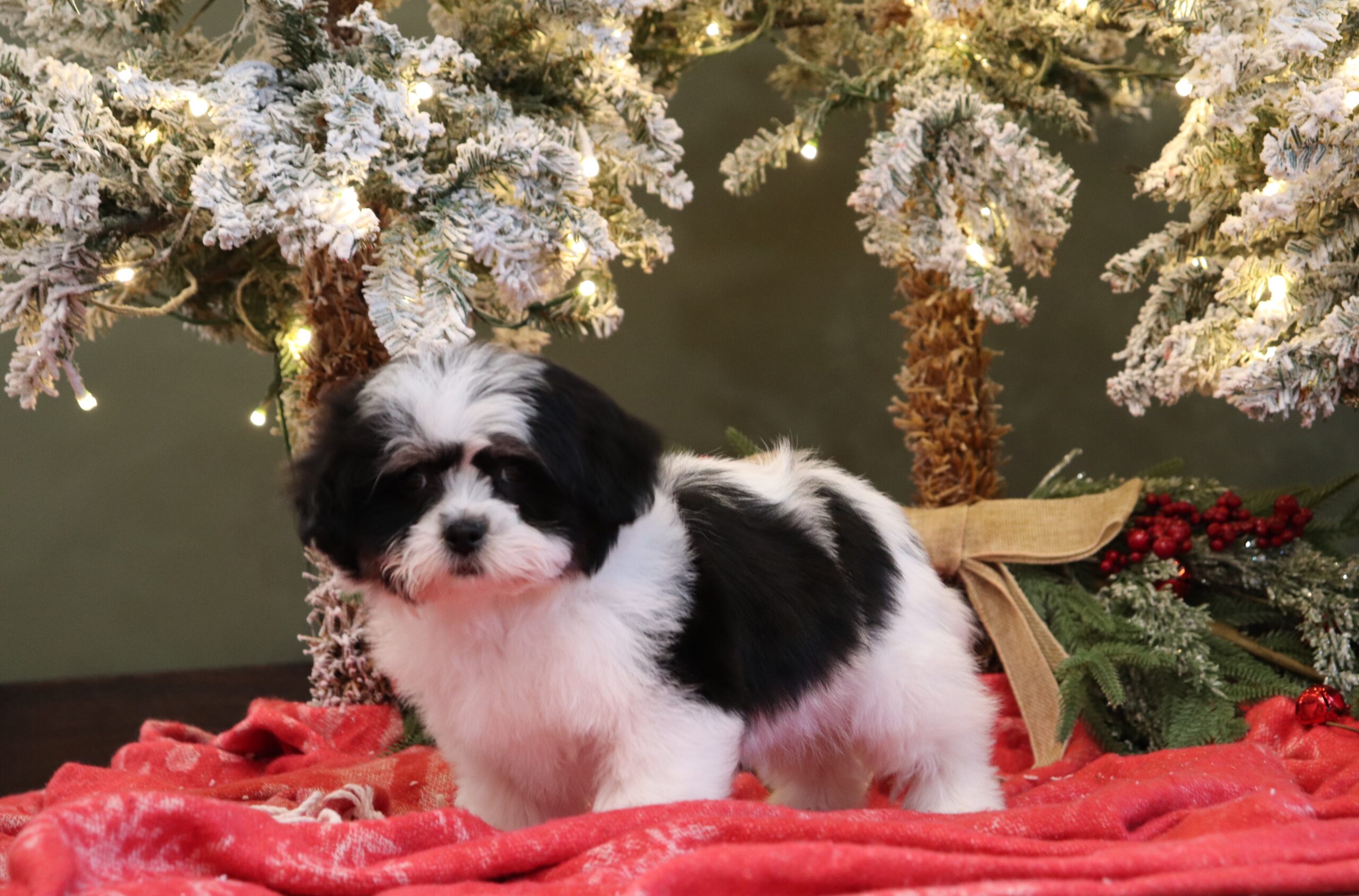 Sabrina-4579a-Pawsome-Family-Pets-