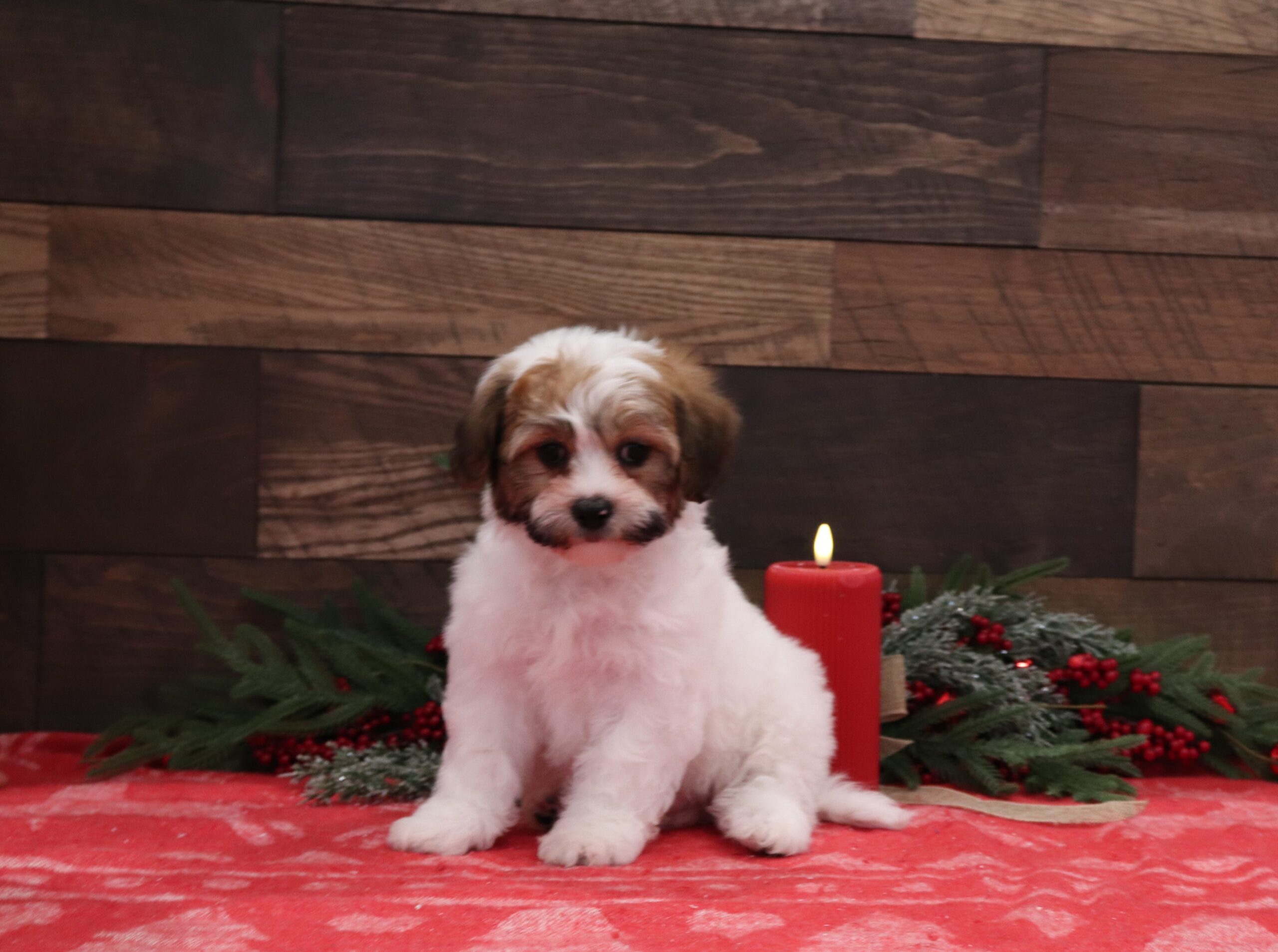 Sally-Teddy Bear 4978aa-Pawsome-Family-Pets