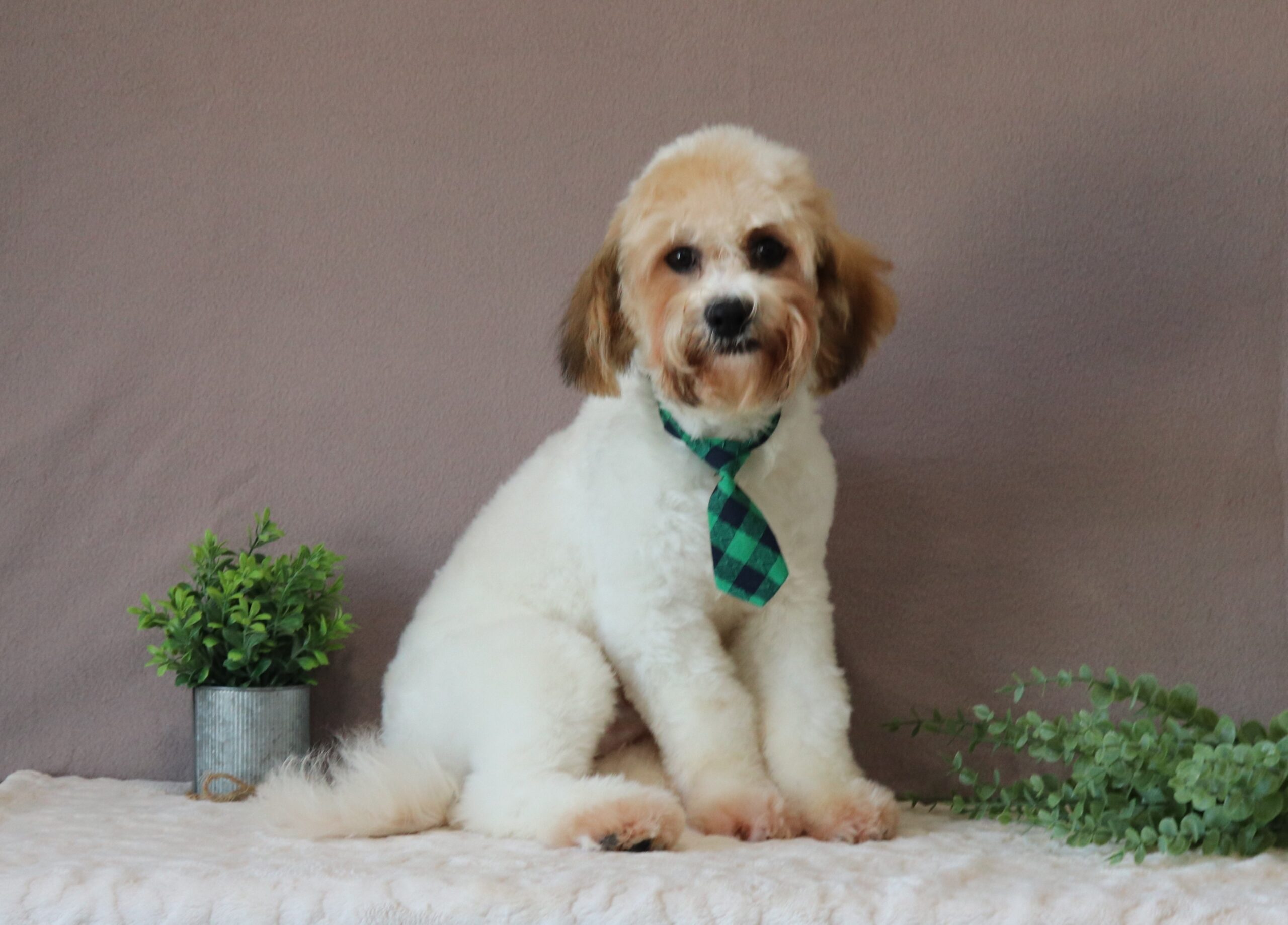 Sarge-4978bbb-puppy-teddy-bear-Pawsome-Family-Pets