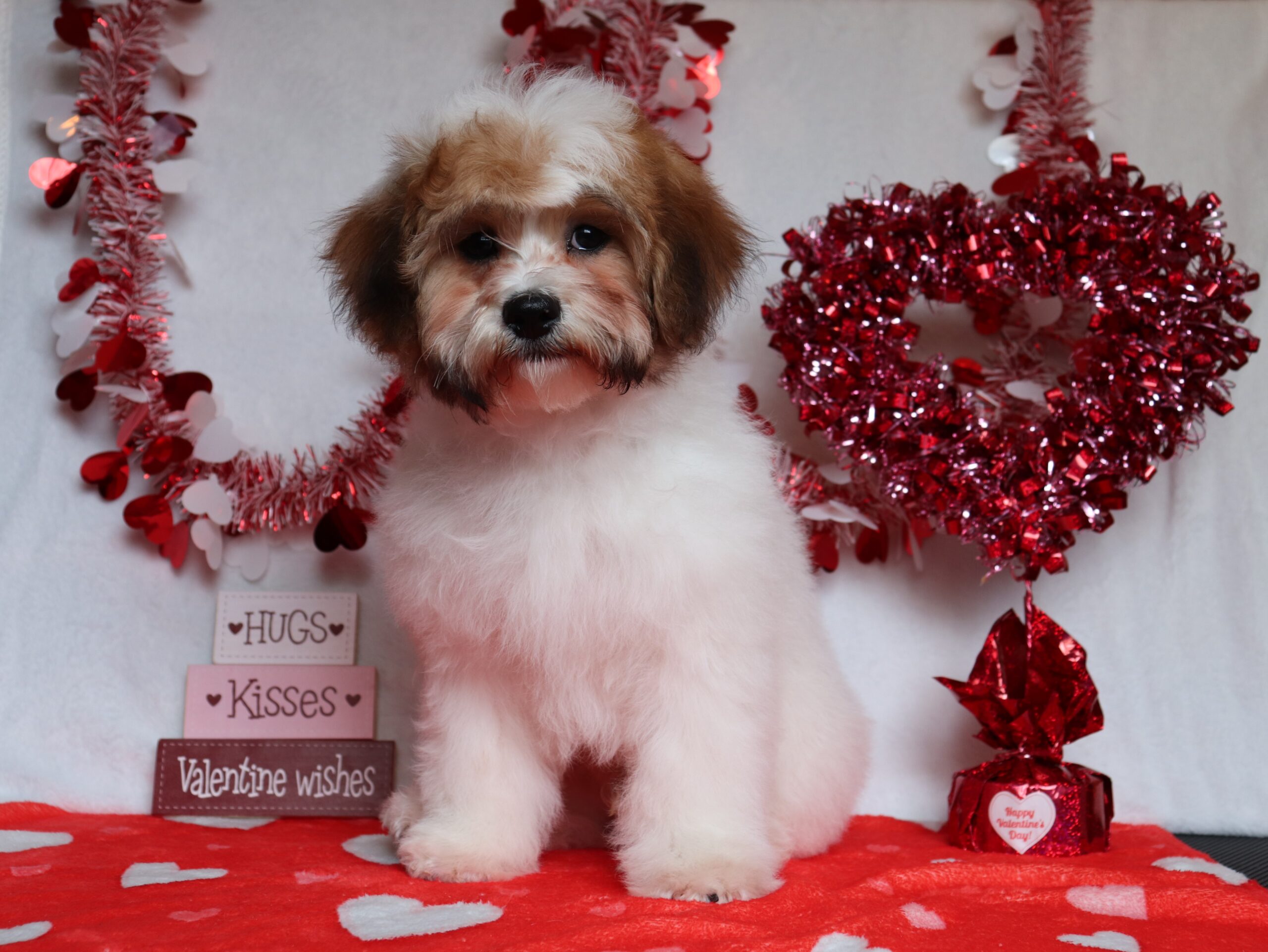 Sarge-4978bbb-teddy-bear-Pawsome-Family-Pets