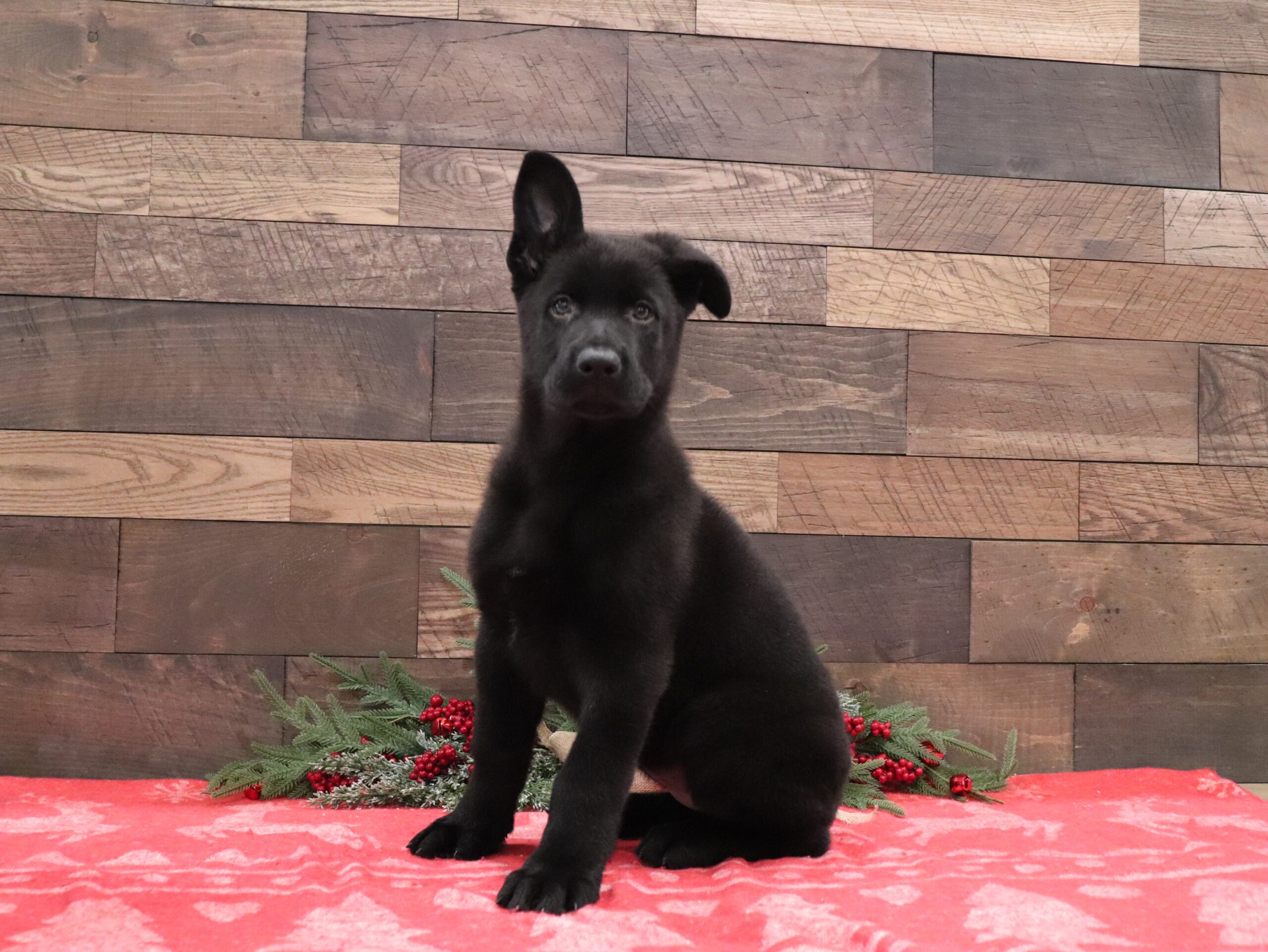 0004aa-German-Shepherd-Darkness-Pawsome-Family-Pets