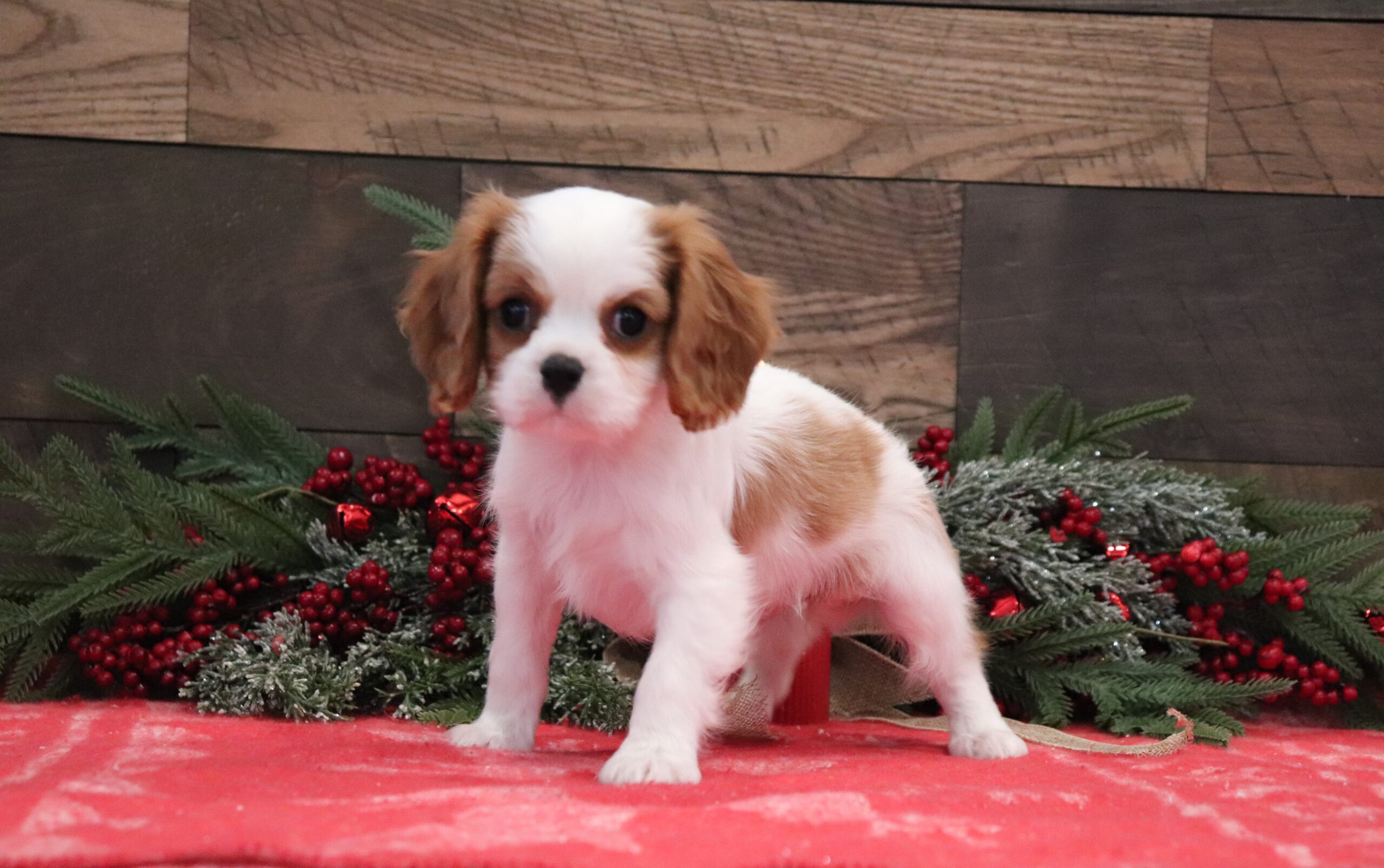 4031aaa Cavalier King Charles Spaniel Pawsome Family Pets