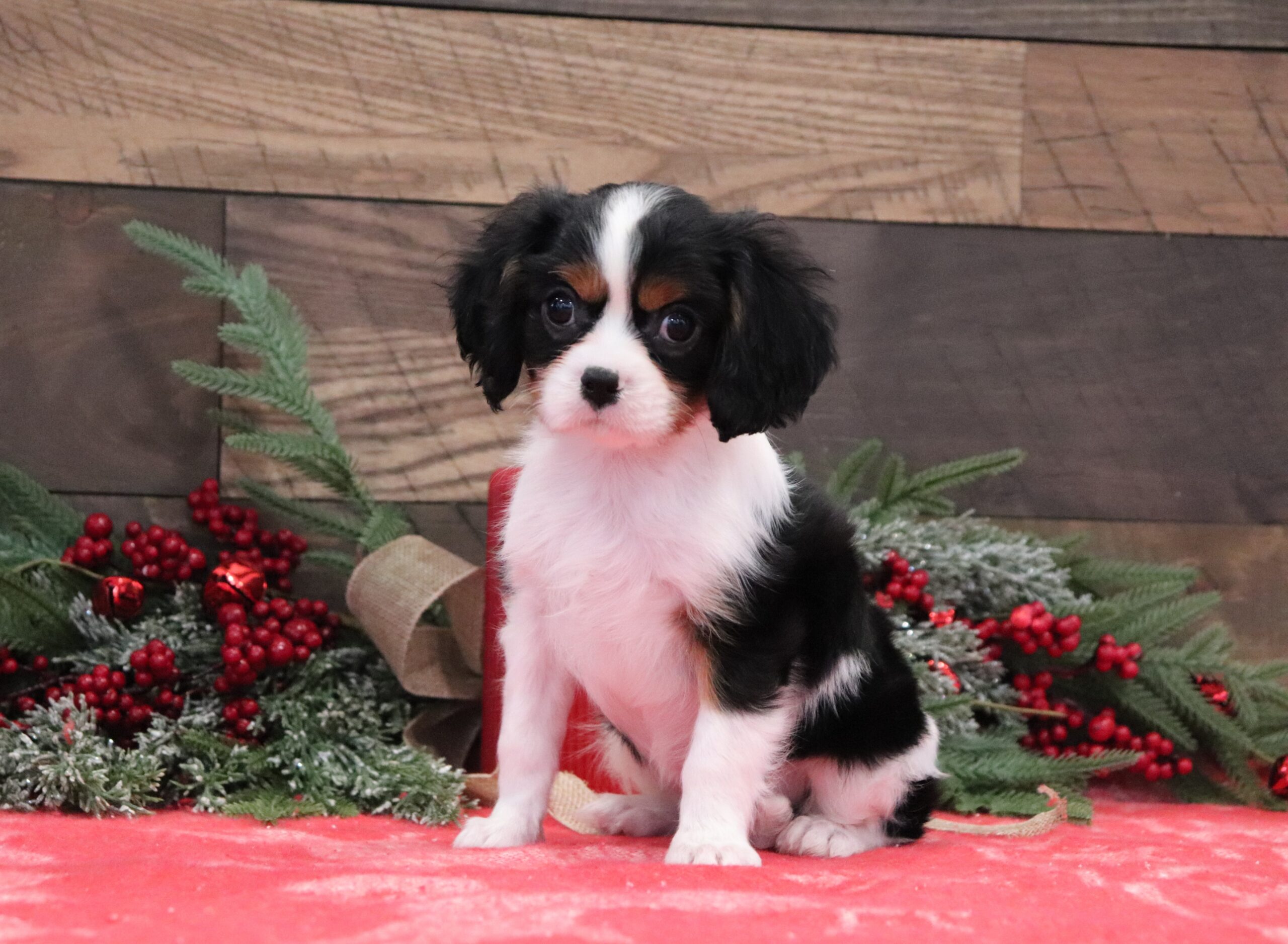 4033a Cavalier King Charles Spaniel Pawsome Family Pets