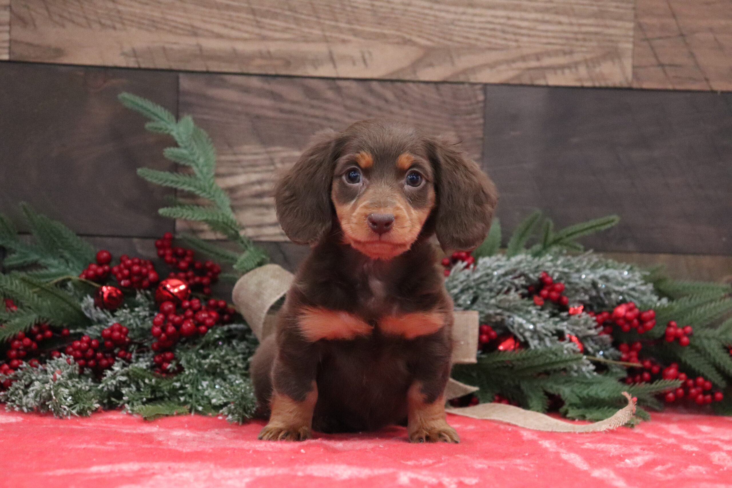 4961aa-Gala-mini-Dachshund-Pawsome-Family-Pets-