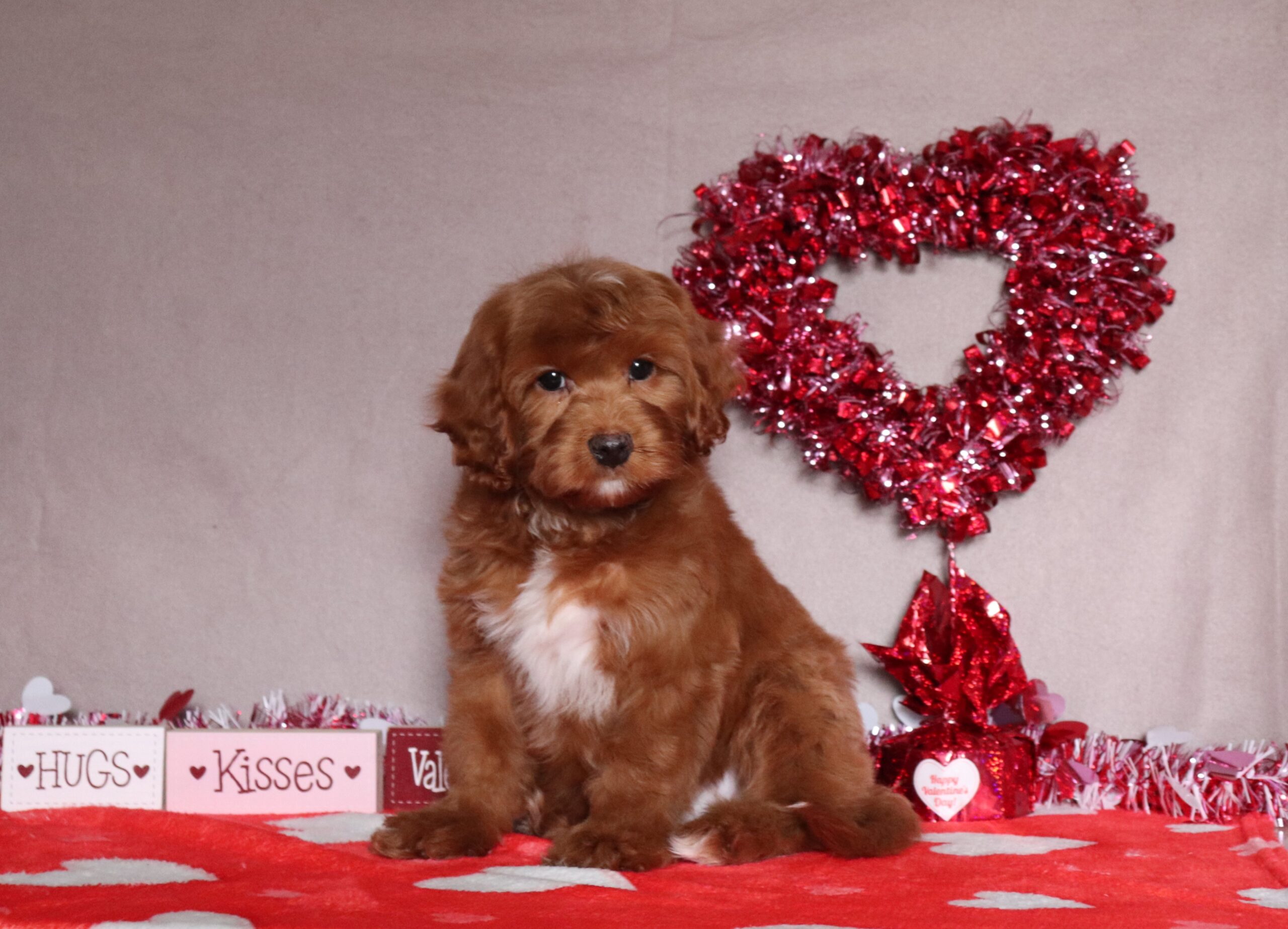 Cesar-4779aa-cavapoo-Pawsome-Family-Pets