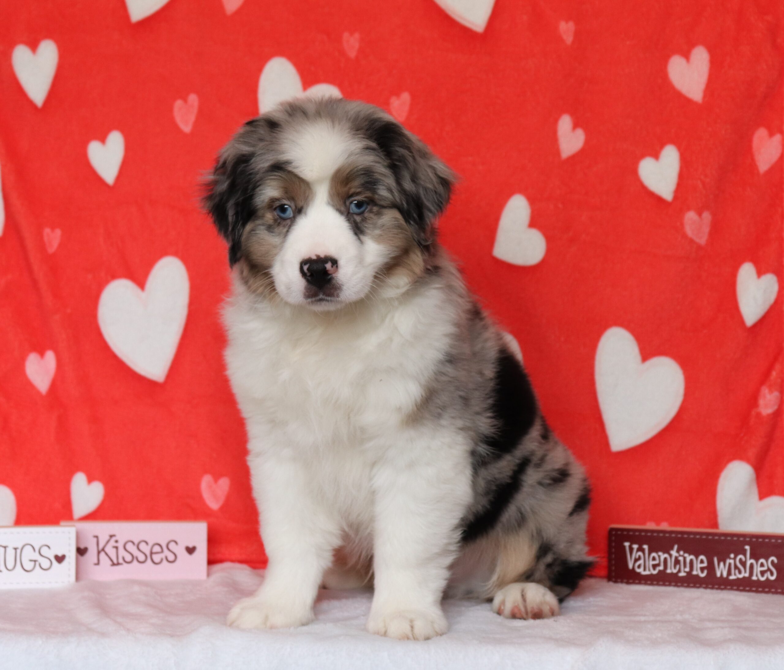 Cooper-0425bbb-mini-australian-shepherd-Pawsome-Family-Pets