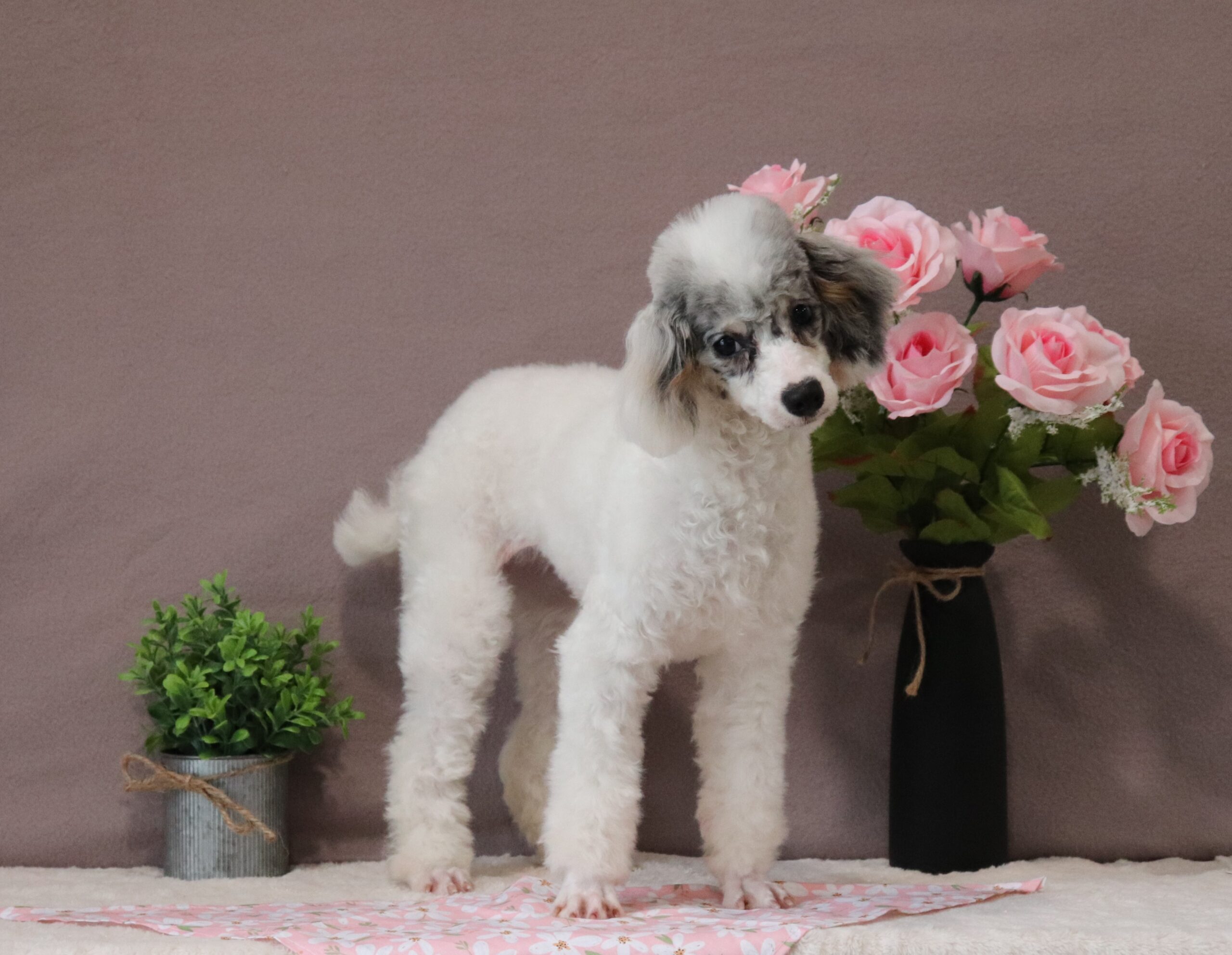 Hannah - luxury poodle puppy for adoption