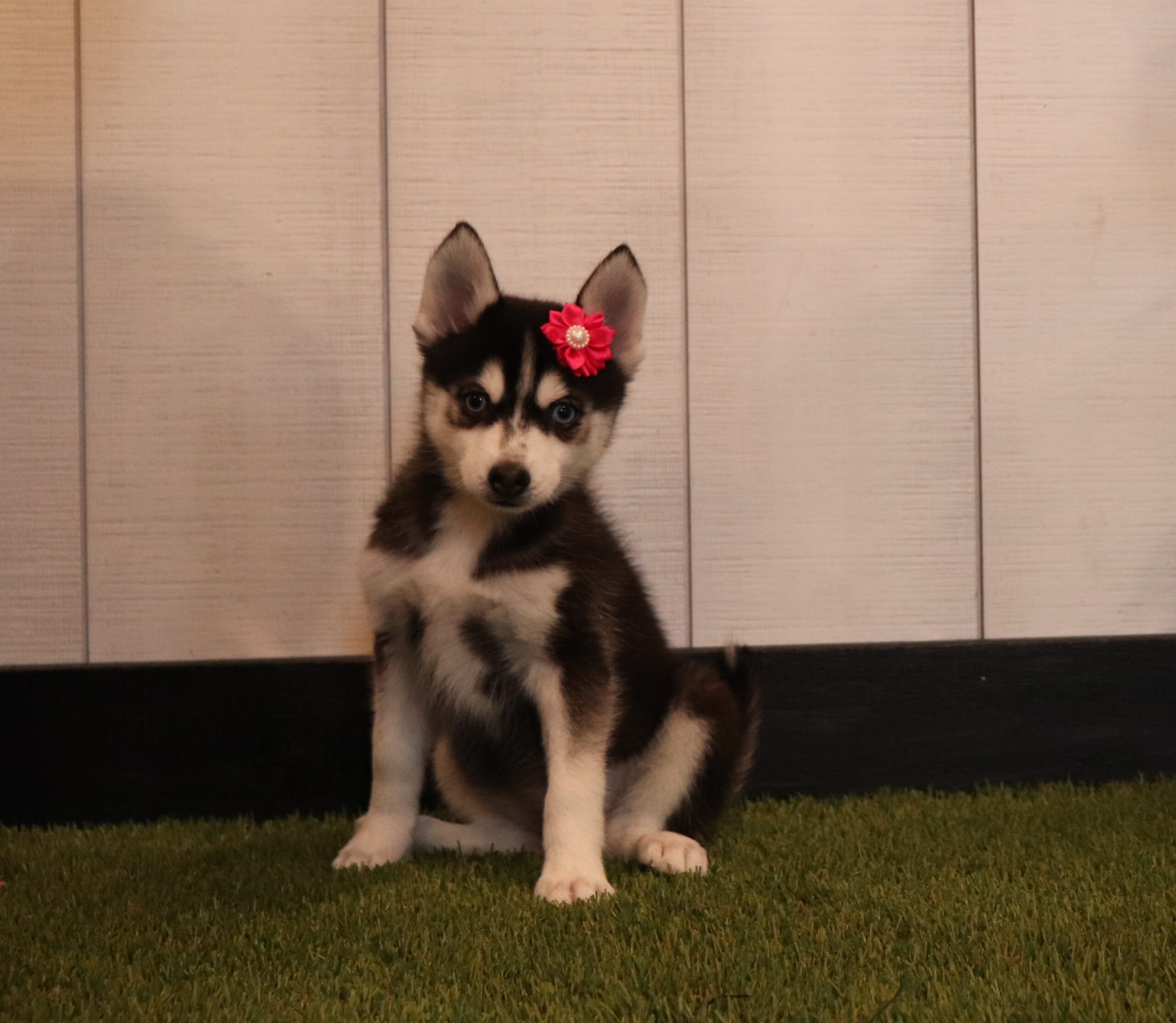 Lori-1120bbb-pomsky-Pawsome-Family-Pets-