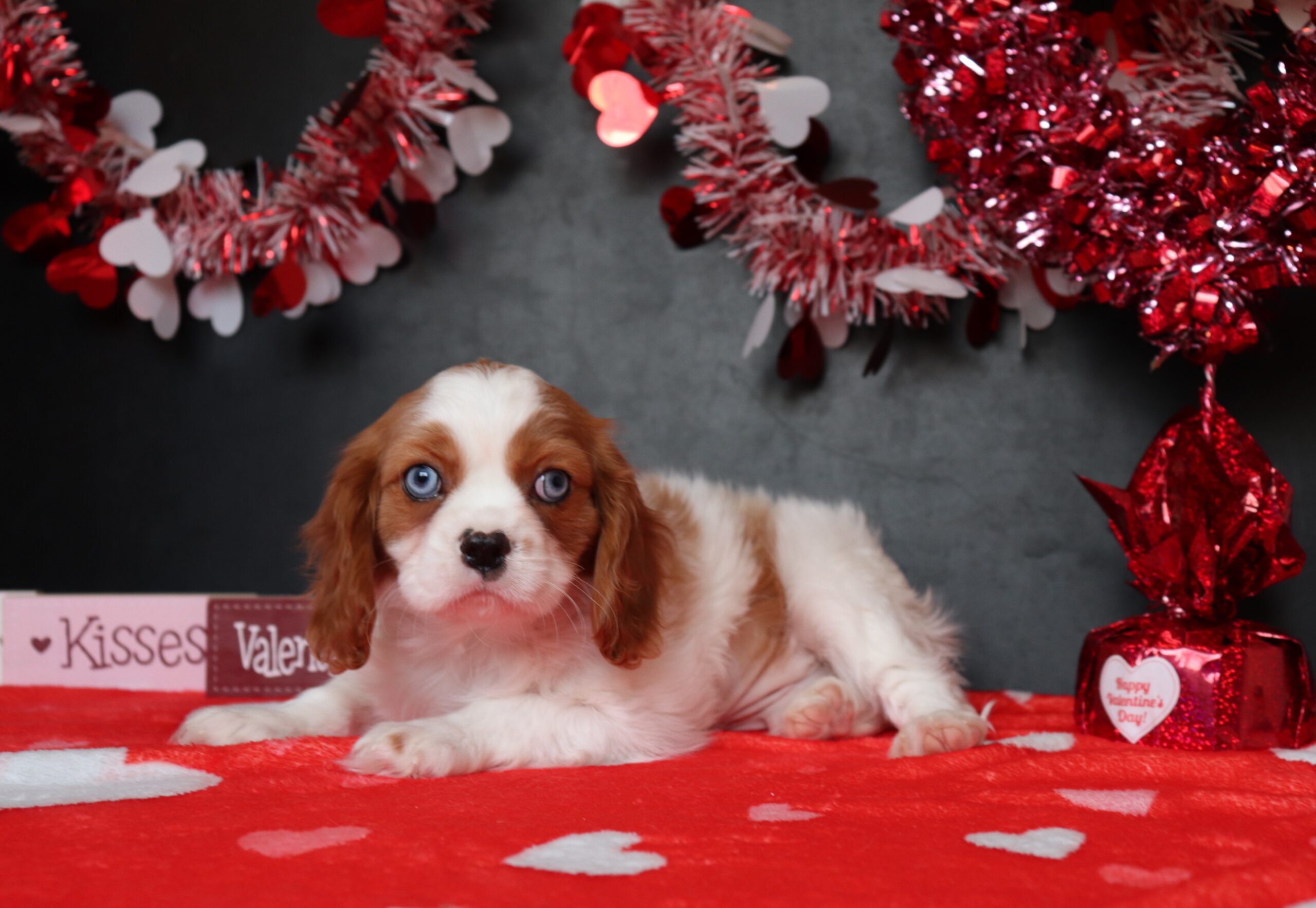 Omar-3855c-cavalier-king-charles-Pawsome-family-Pets
