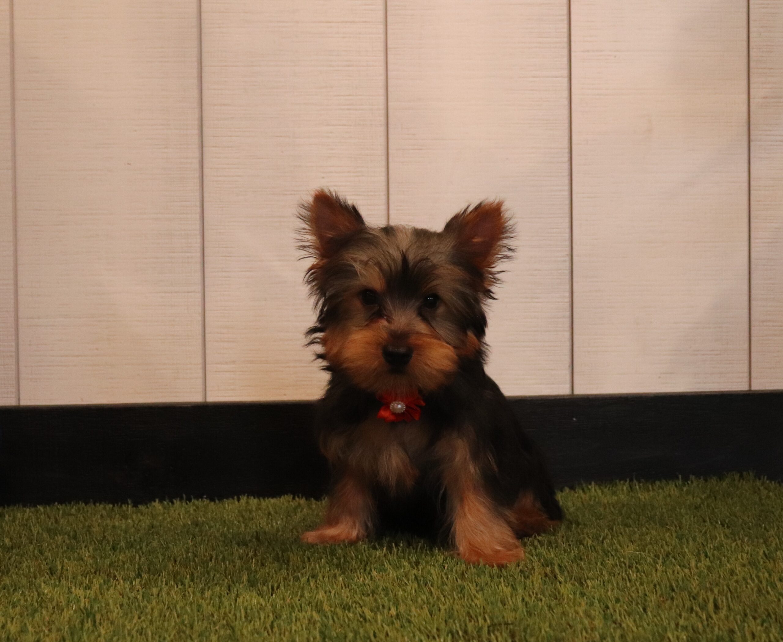 Roger-3130aaa-yorkie-Pawsome-Family-Pets-