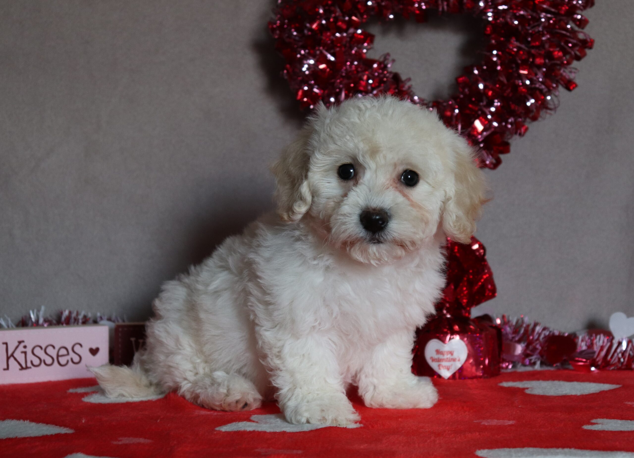 Bailey-4819aa-bichon-frise-Pawsome-Family-Pets