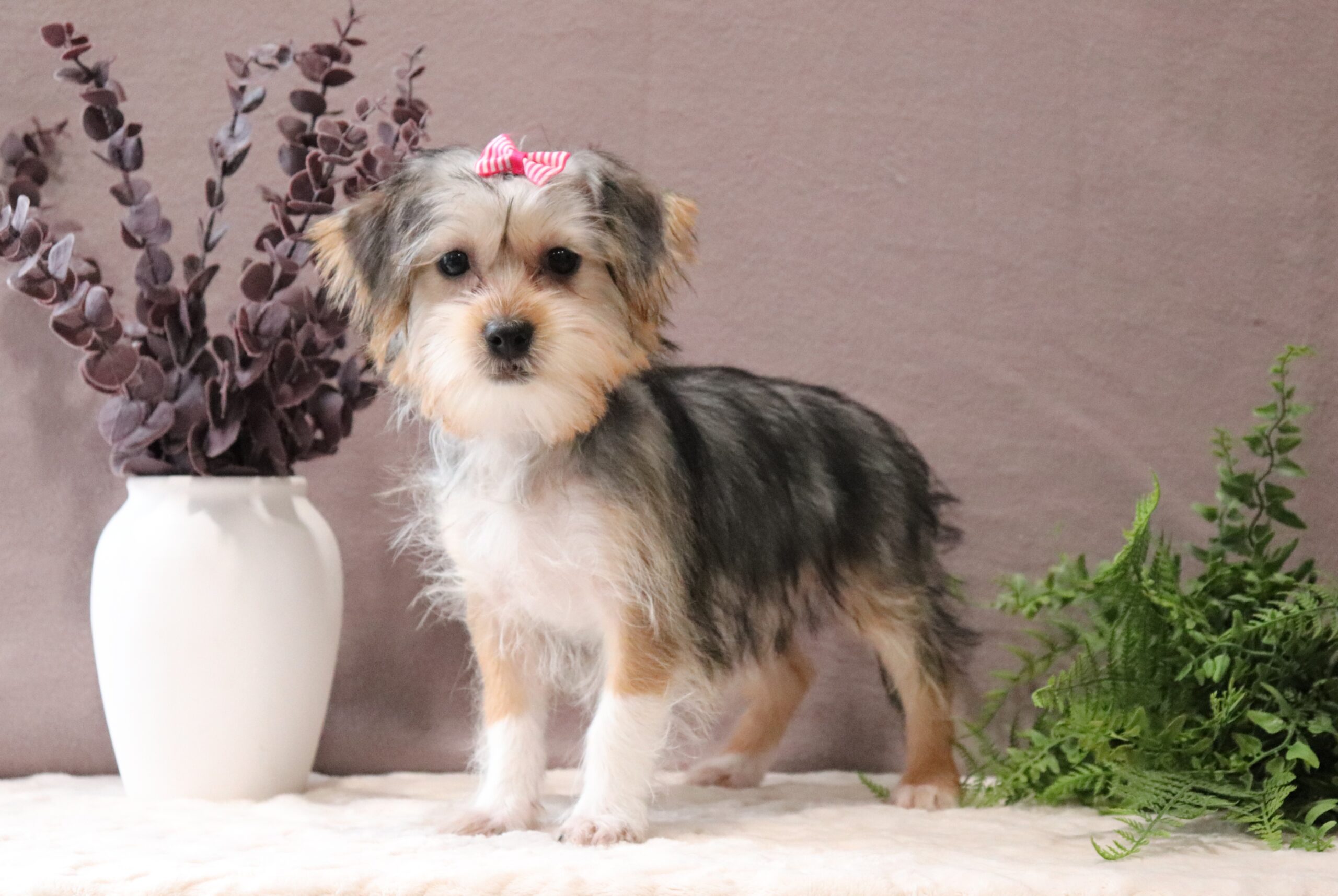 Galaxie-4609a-shorkie-Pawsome-Family-Pets-