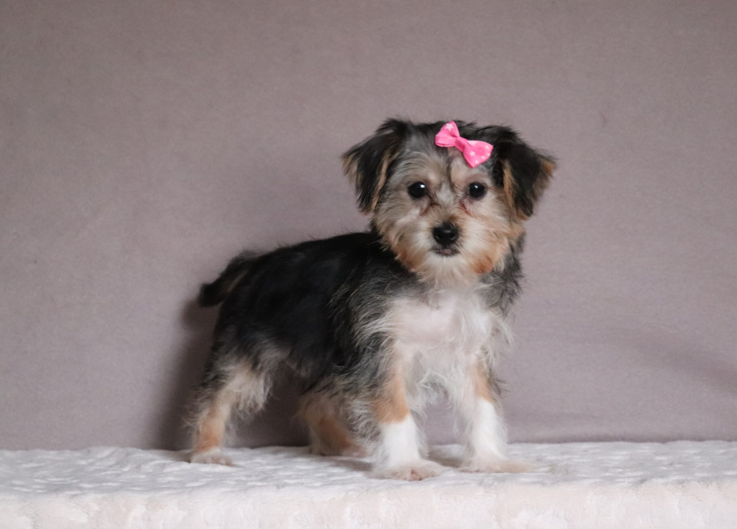 Galaxie-4609bbb-Shorkie-Pawsome-Family-Pets