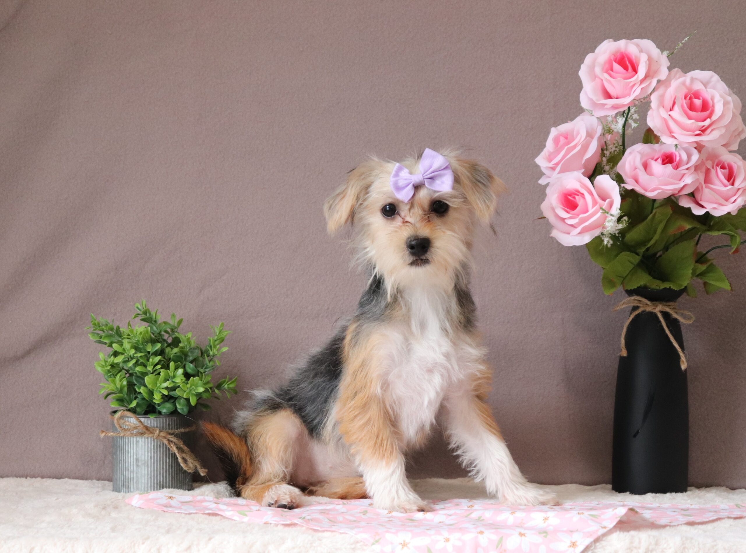 Galaxie luxury puppy for adoption shorkie Pawsome Family Pets