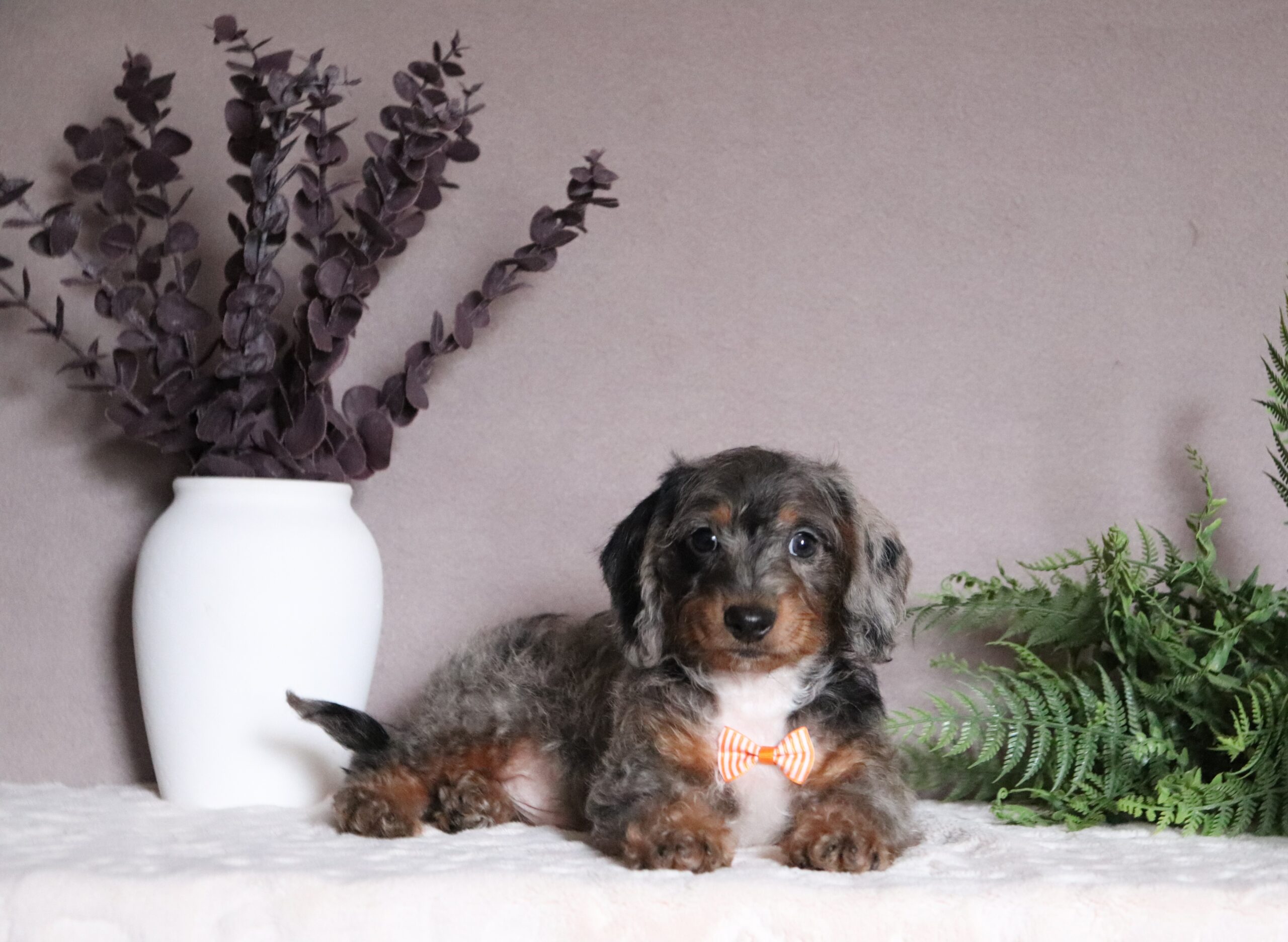 Greg-0622aa-mini-doxidoodle-Pawsome-Family-Pets