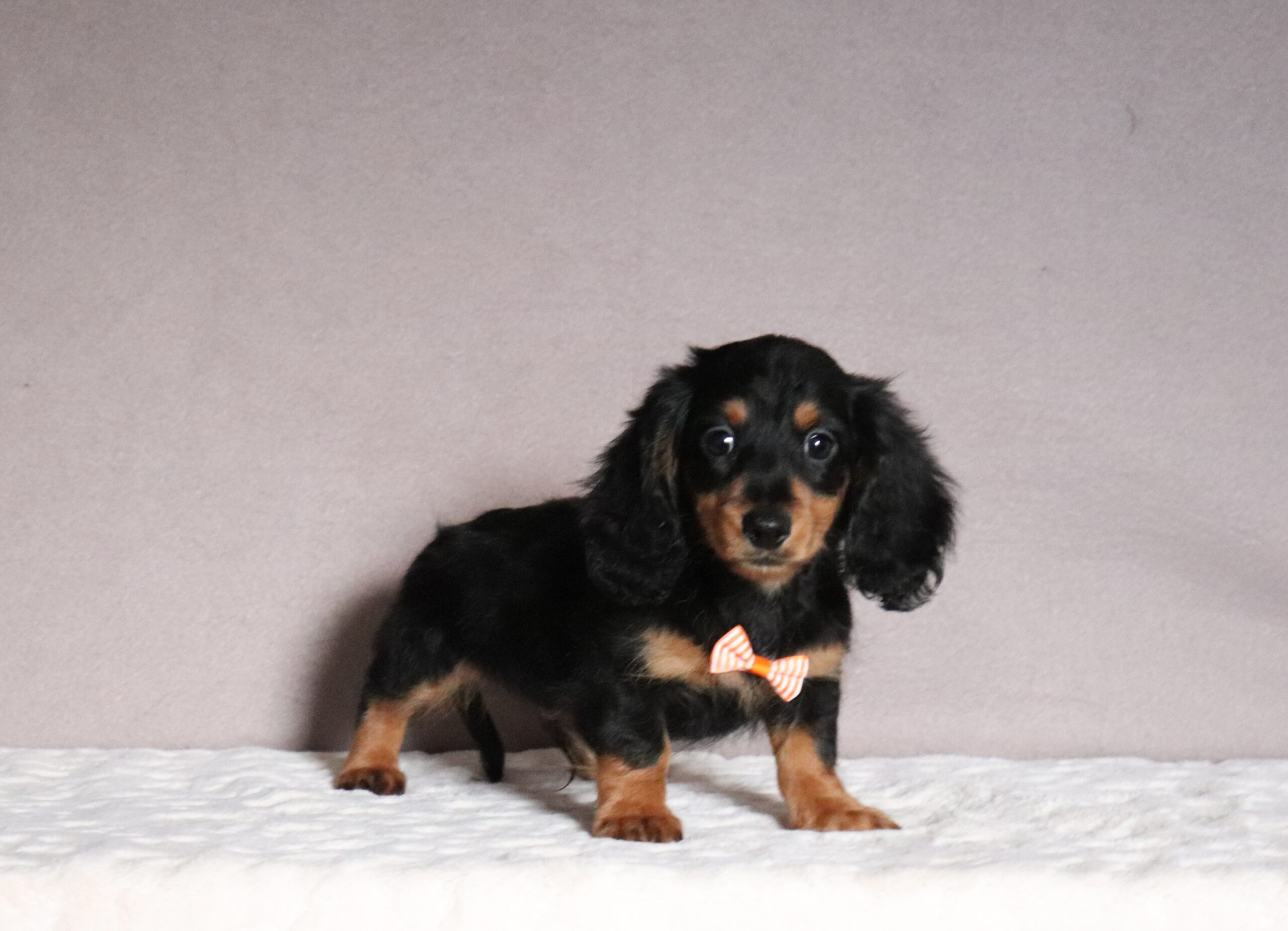Jace-2890aaa-mini-dachshund-Pawsome-Family-Pets