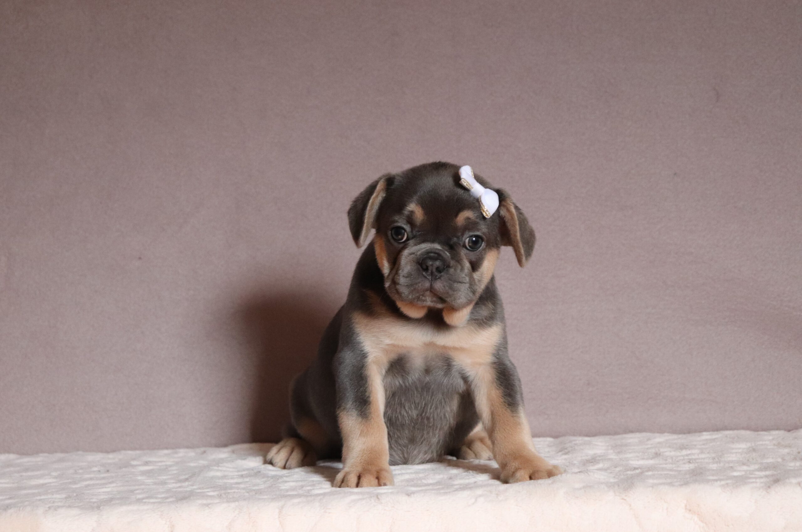 Milena-5081aa-french-bulldog-Pawsome-Family-Pets