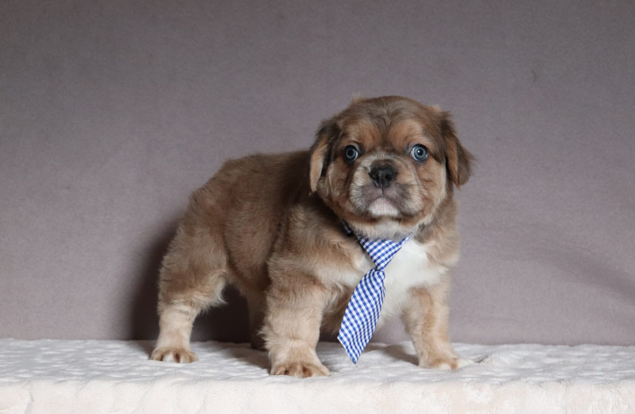 Oliver-5088aa-fluffy-french-bulldog-Pawsome-Family-Pets-