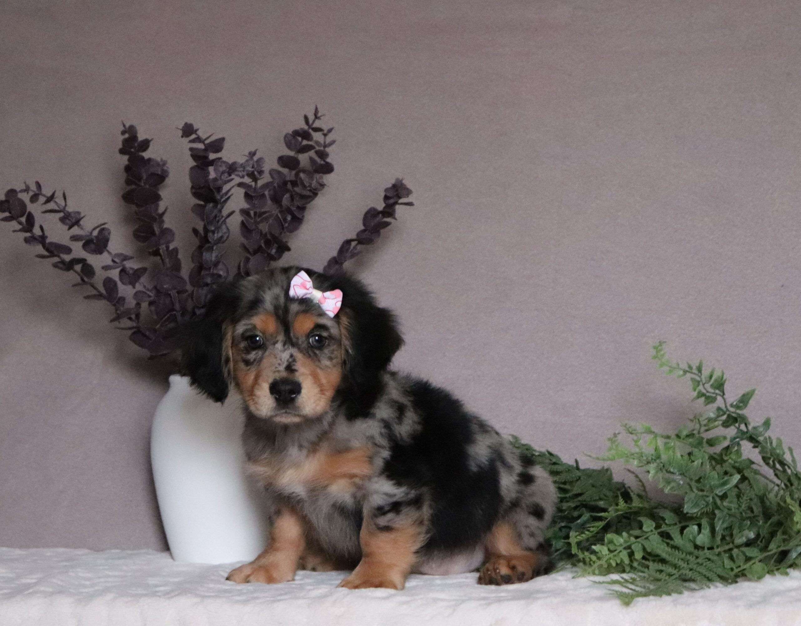 Patty 0584a frenchie dachshund Pawsome Family Pets