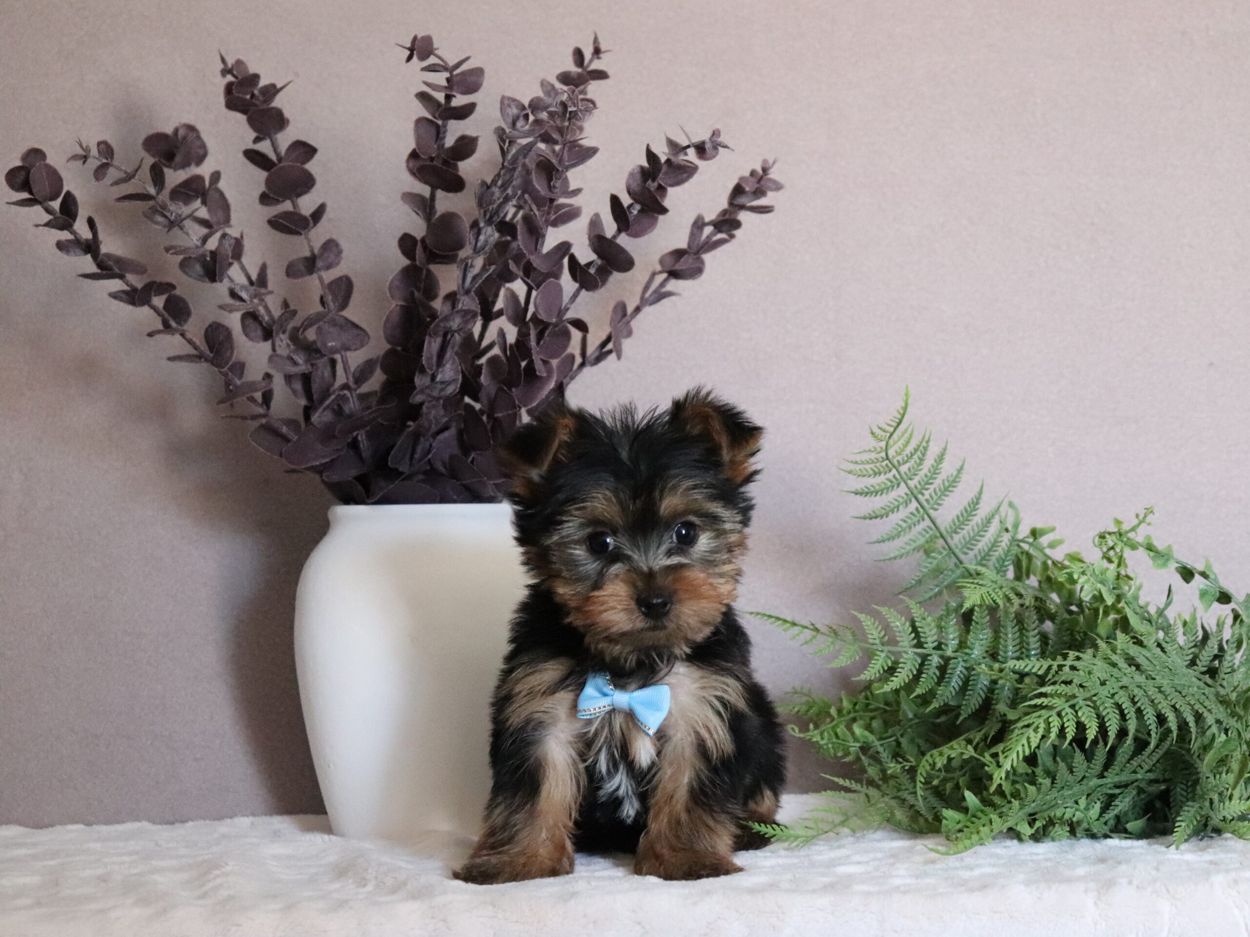 Randy-5214aaa-yorkie-Pawsome-Family-Pets-