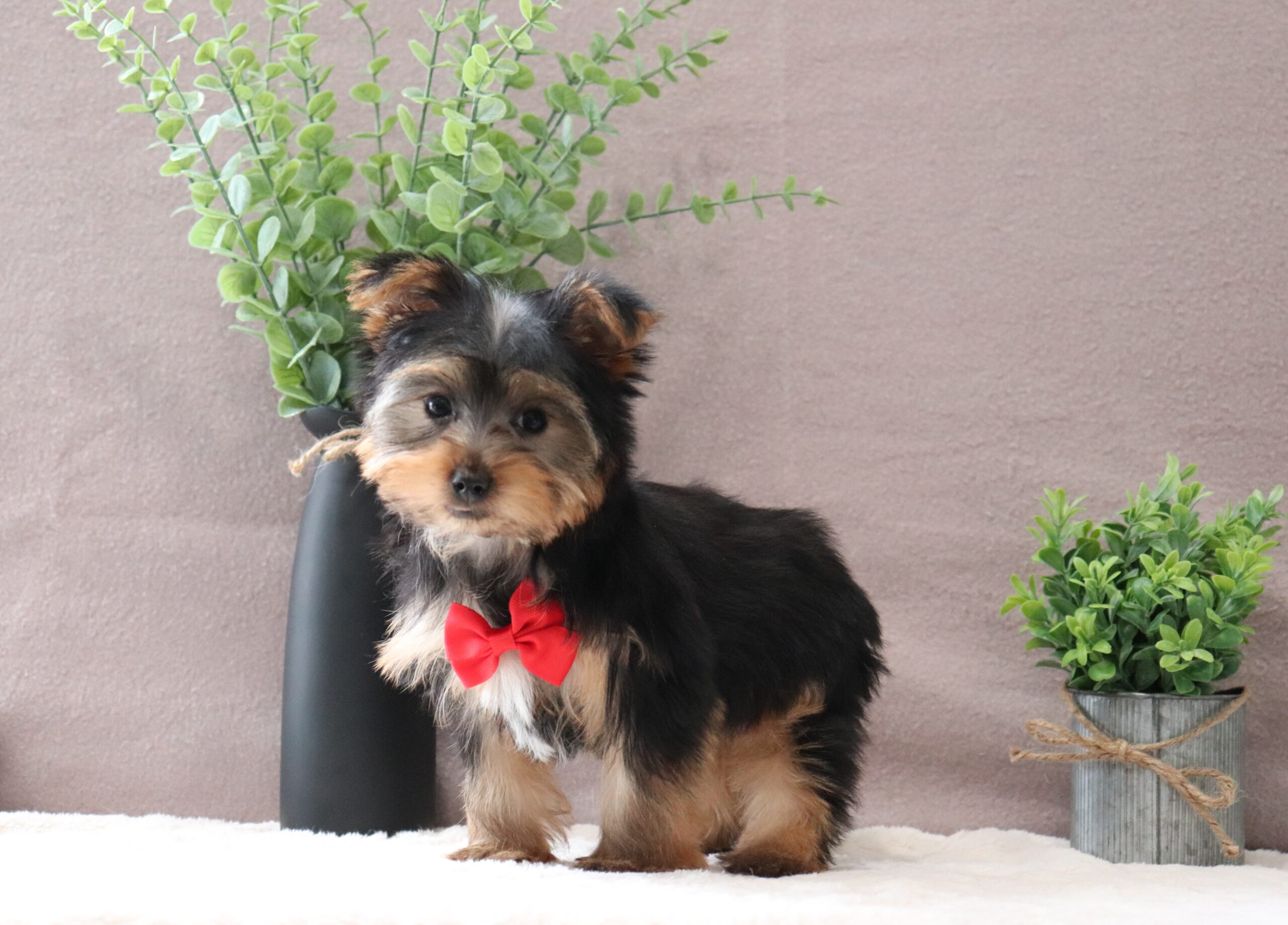 Randy-5214bb-yorkie-Pawsome-Family-Pets