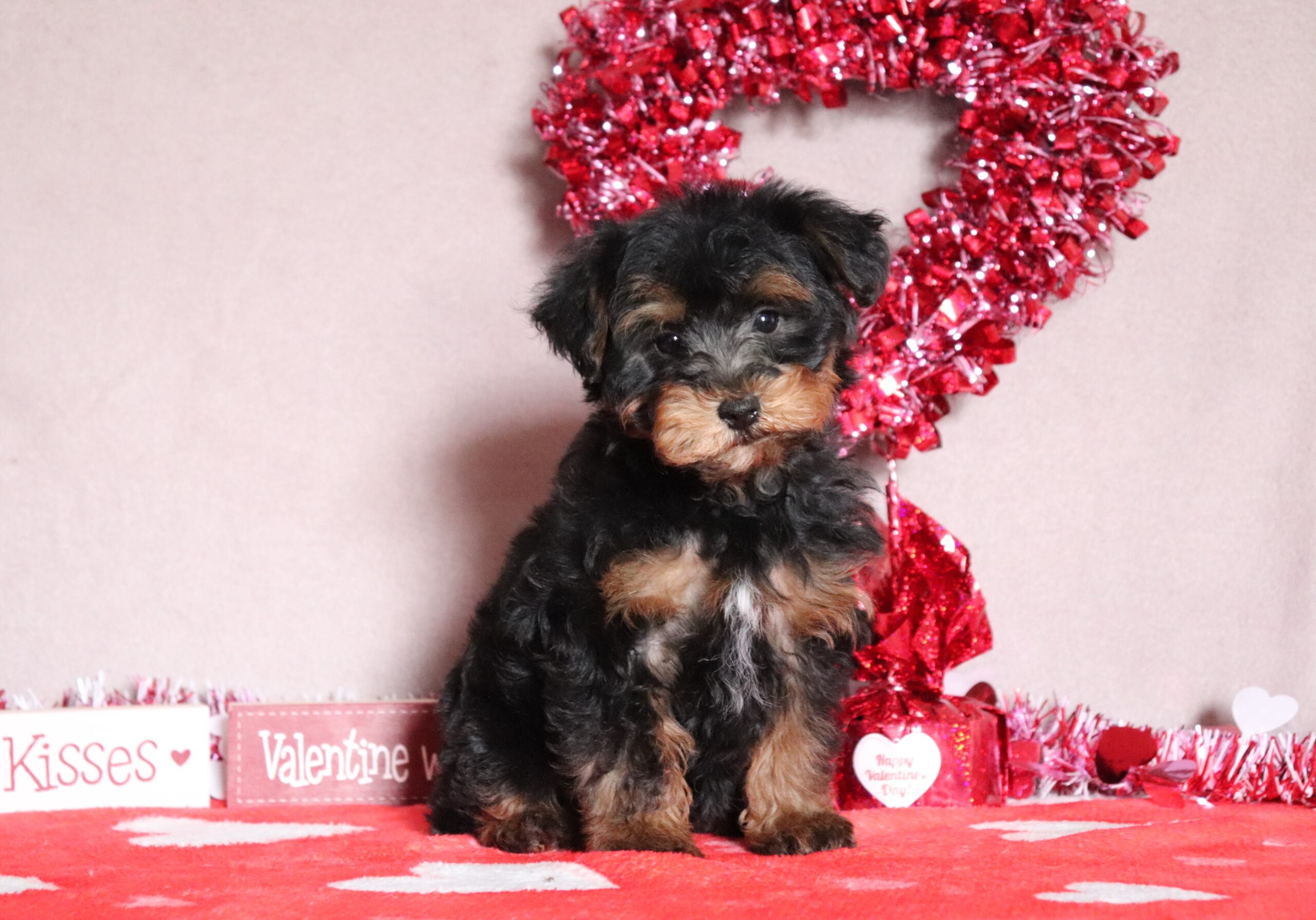 Ranita-4749aa-yorkeipoo-Pawsome-Family-Pets-