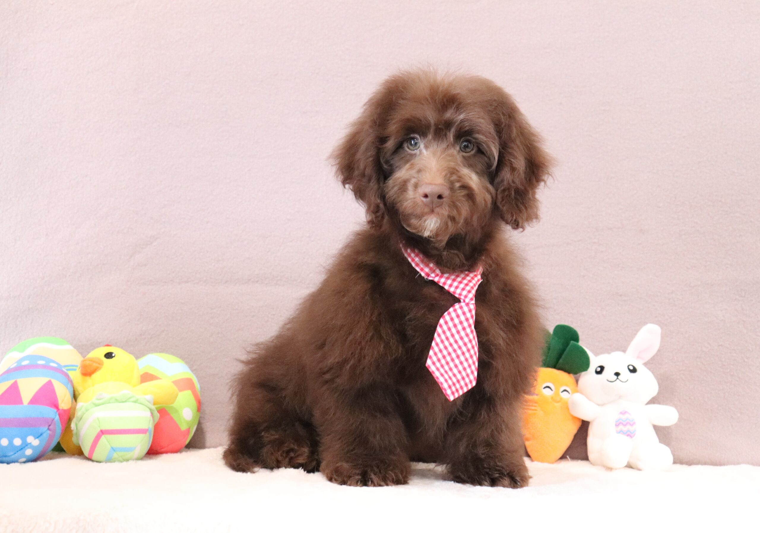 River 4756b mini doxidoodle Pawsome Family Pets