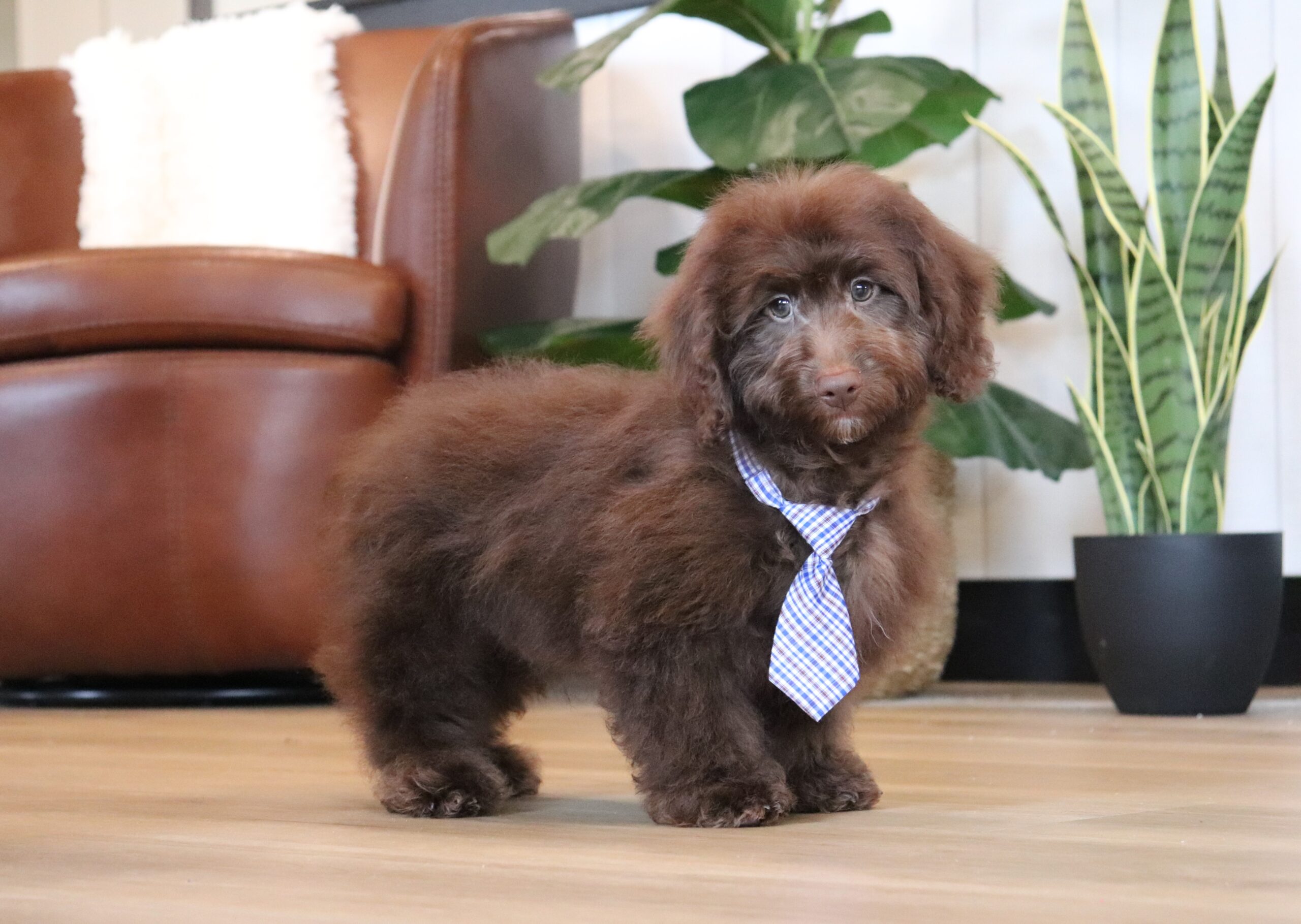 River 4756r puppy mini doxidoodle Pawsome Family pets