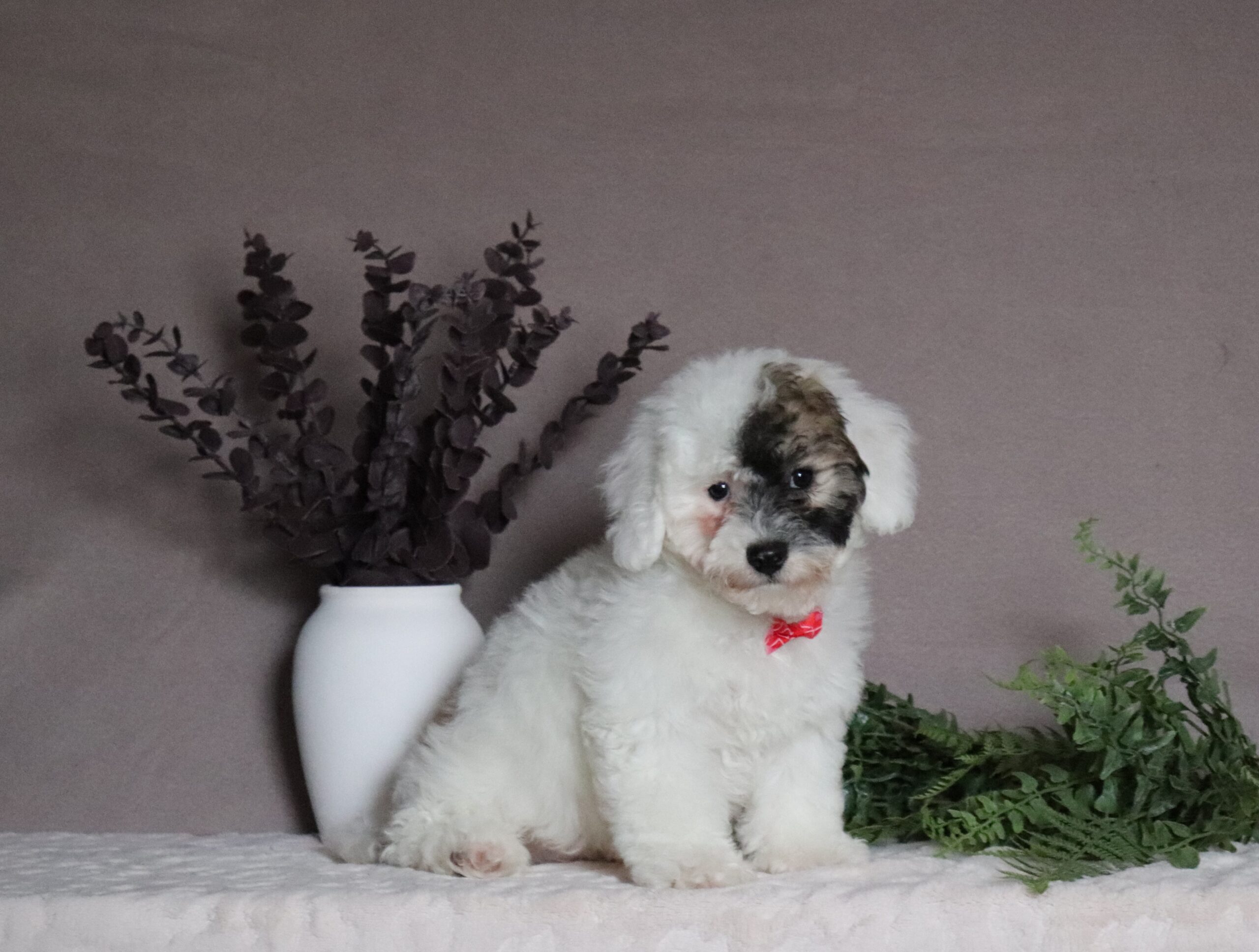 Skipper 0627aaa pochon Pawsome Family Pets