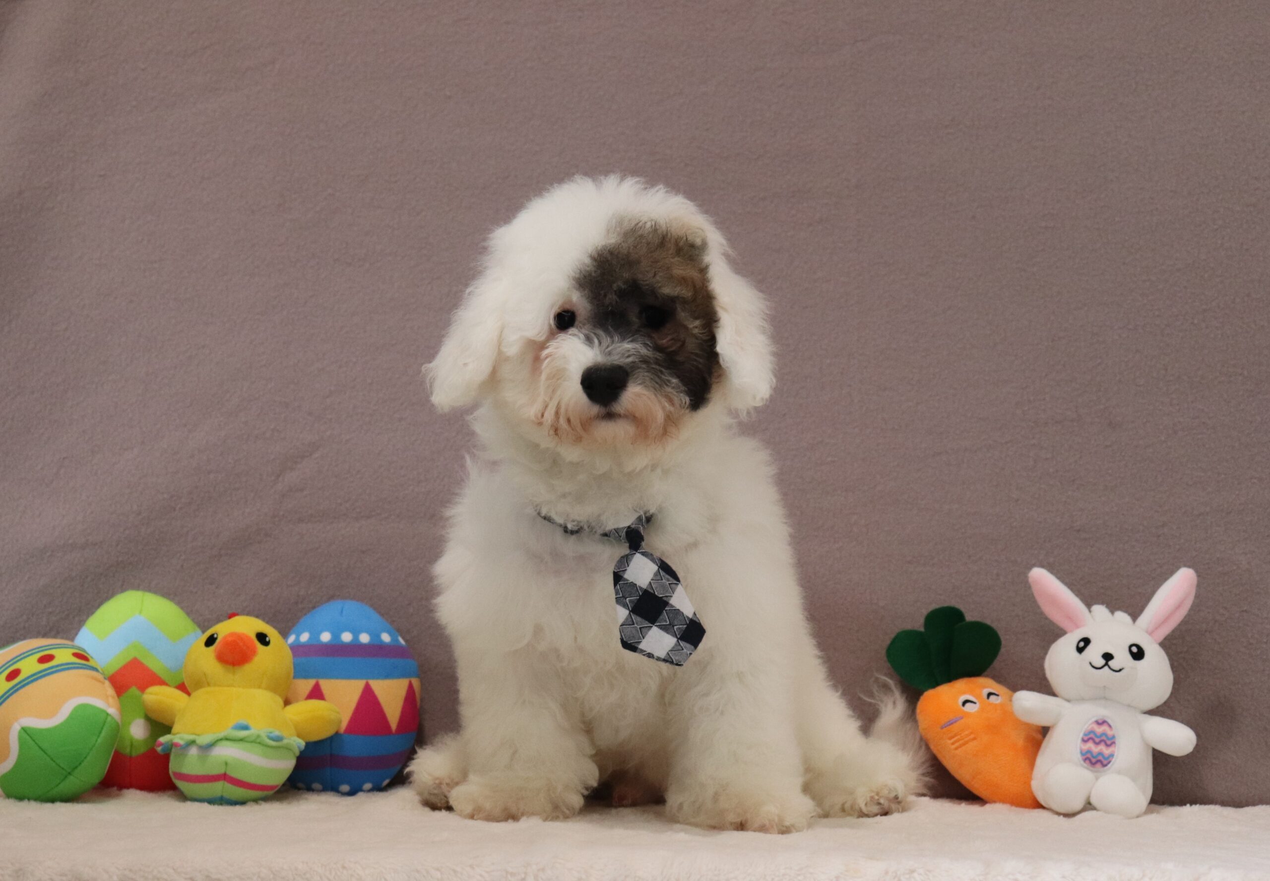 Skipper-0627bbb-puppy-Pawsome-Family-Pets