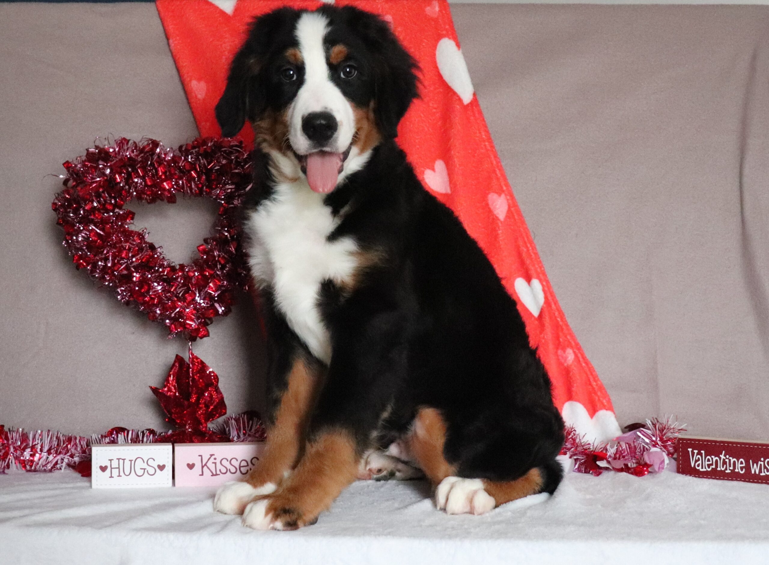 Timmy-2465aa-bernese-mountain-dog-Pawsome-Family-Pets