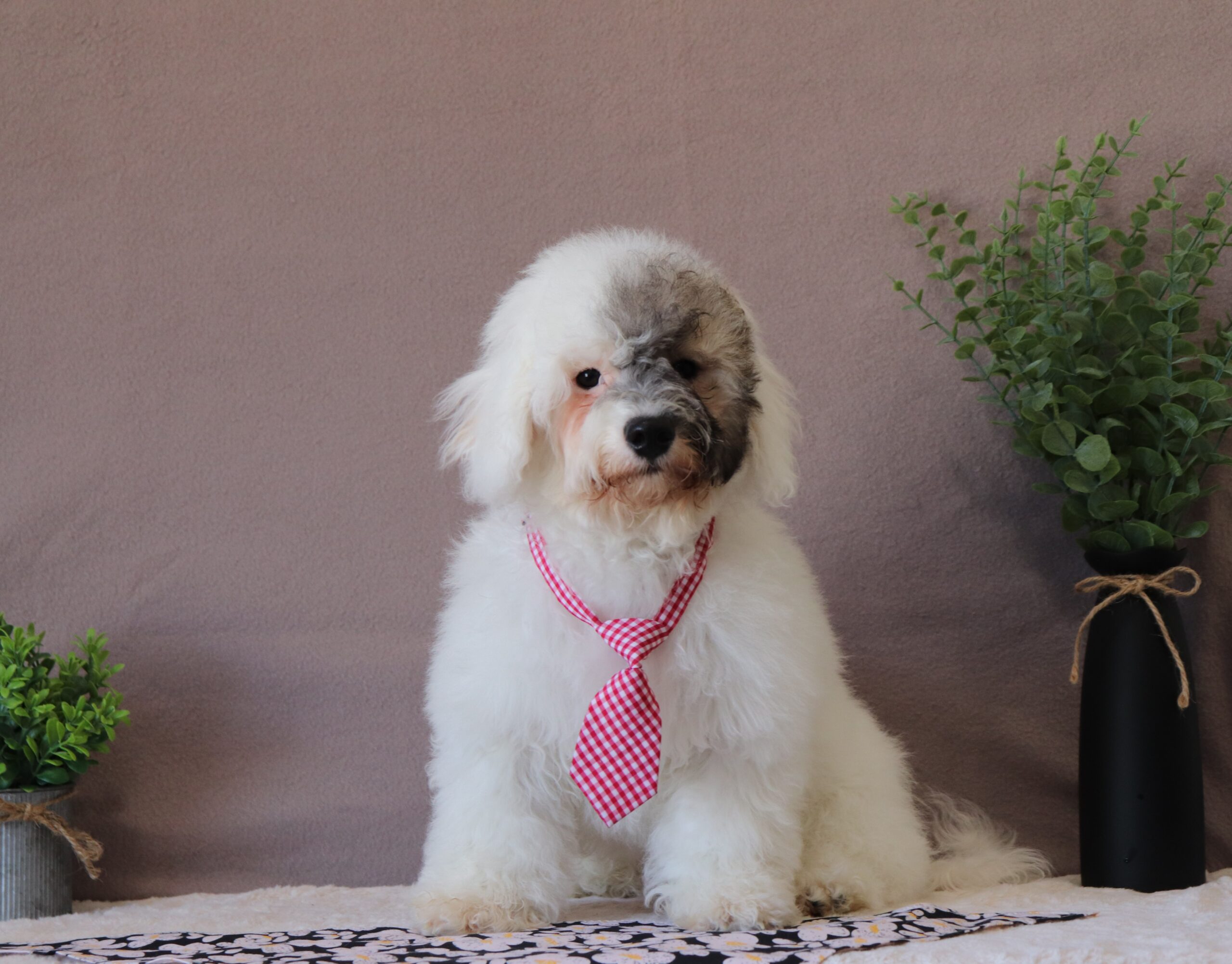 Skipper - luxury puppy for adoption