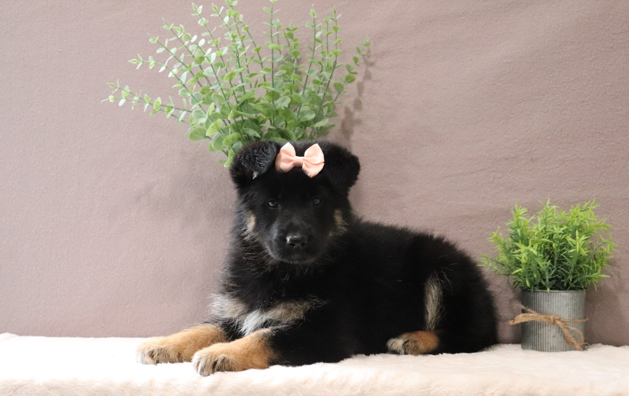 7473aaa-German-Shepherd-puppy-Pawsome-Family-Pets-