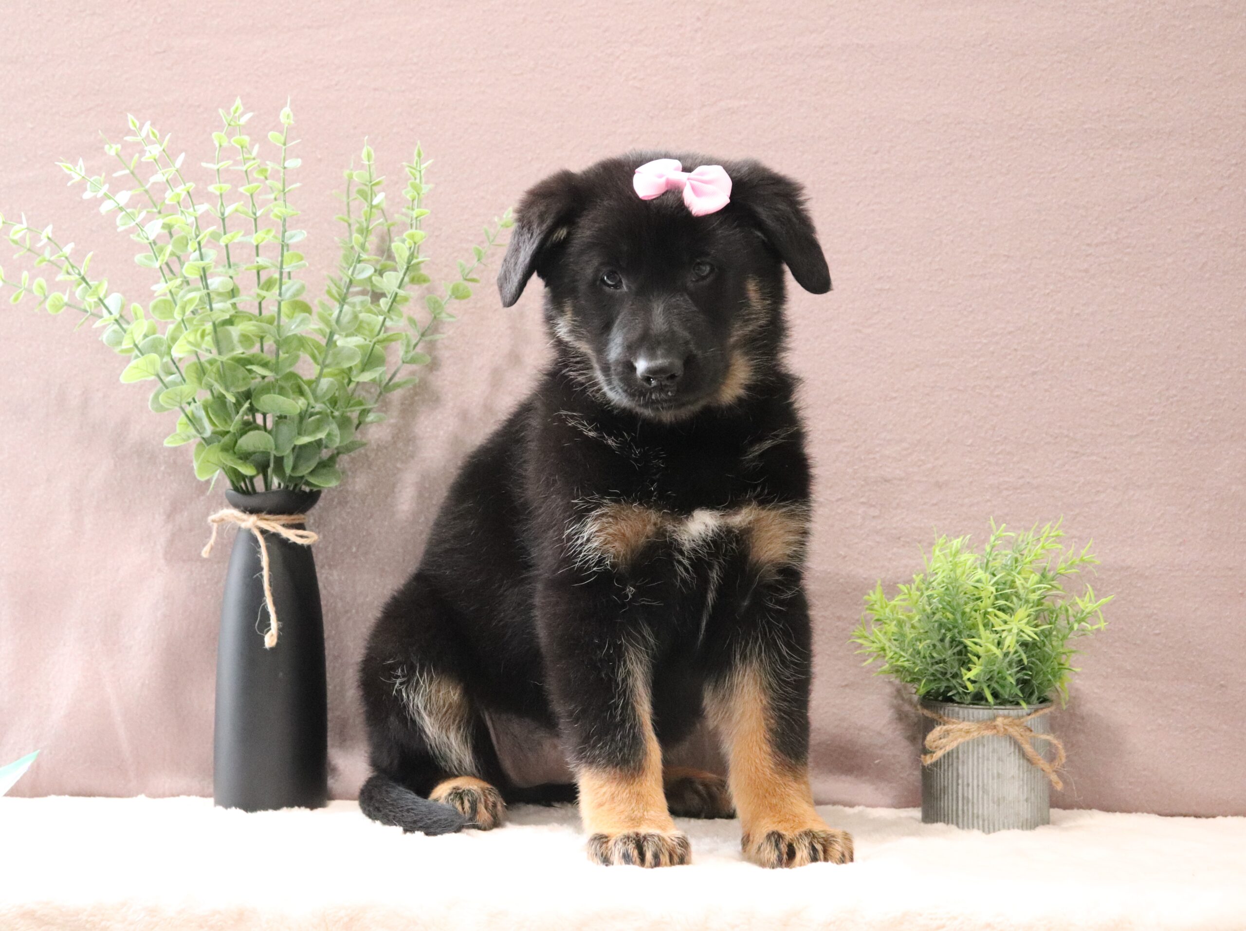 8071-a-Avery-German-Shepherd-puppy-Pawsome-Family-Pets-