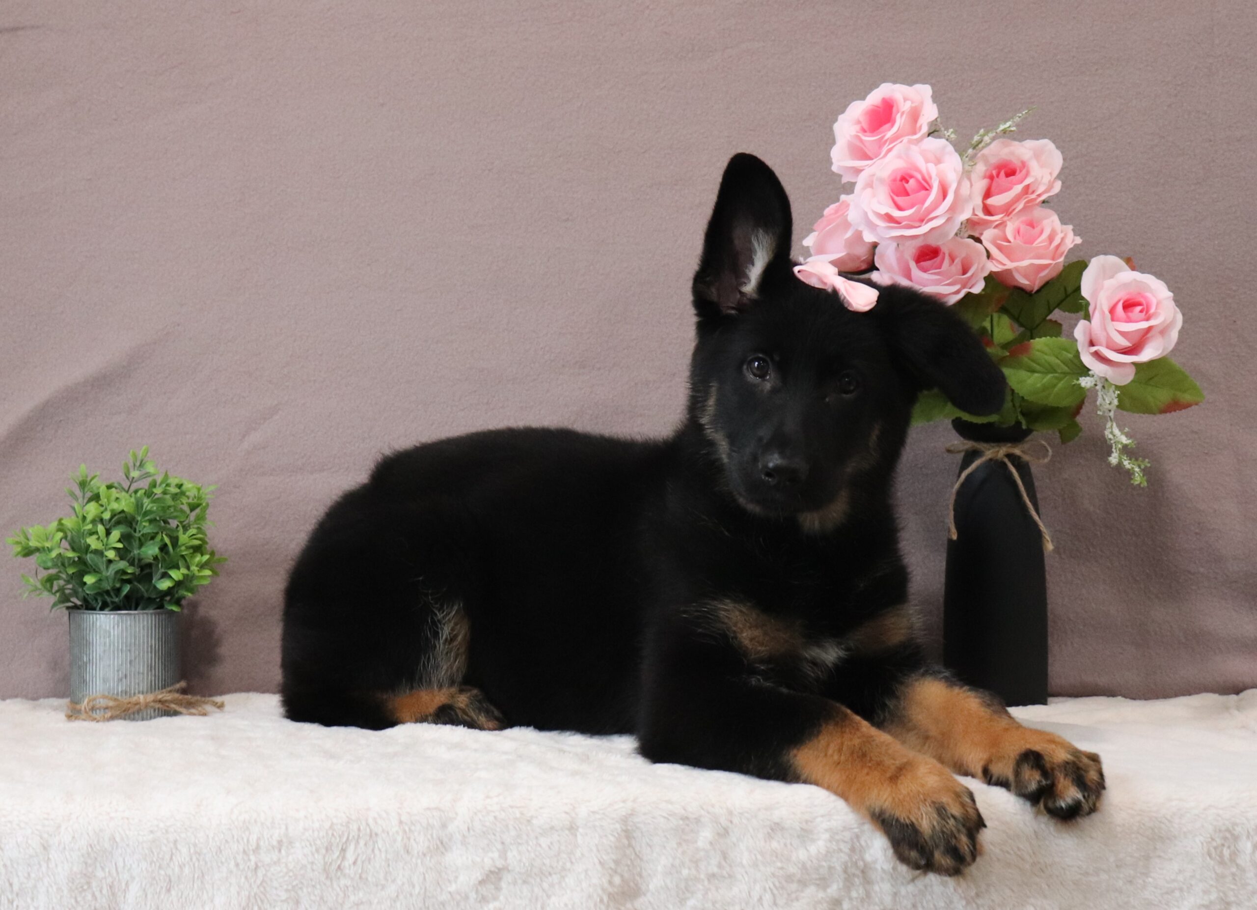 Avery-aa-puppy-german-shepherd-Pawsome-Family-Pets