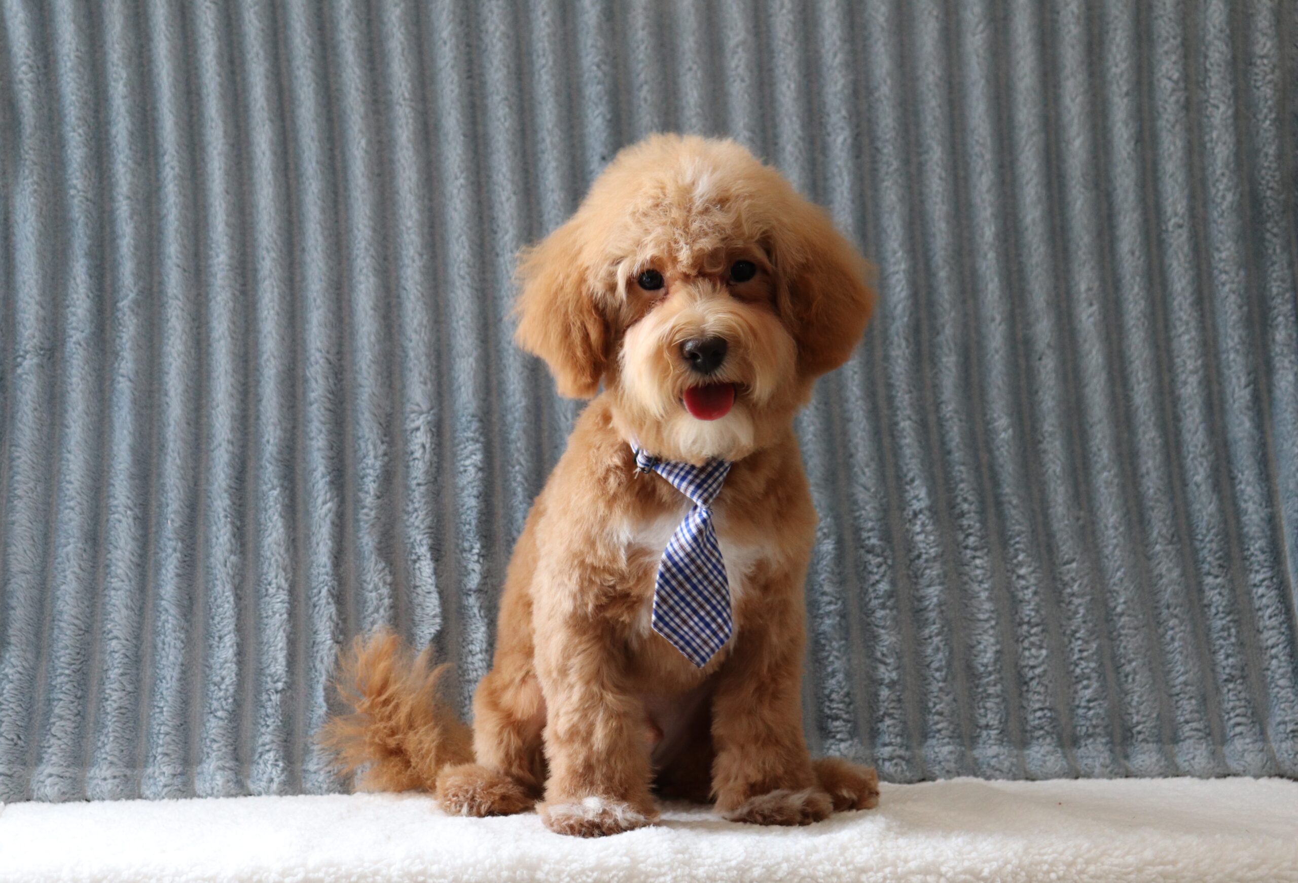 Blake-2270bbb-puppy-maltipoo-Pawsome-Family-Pets