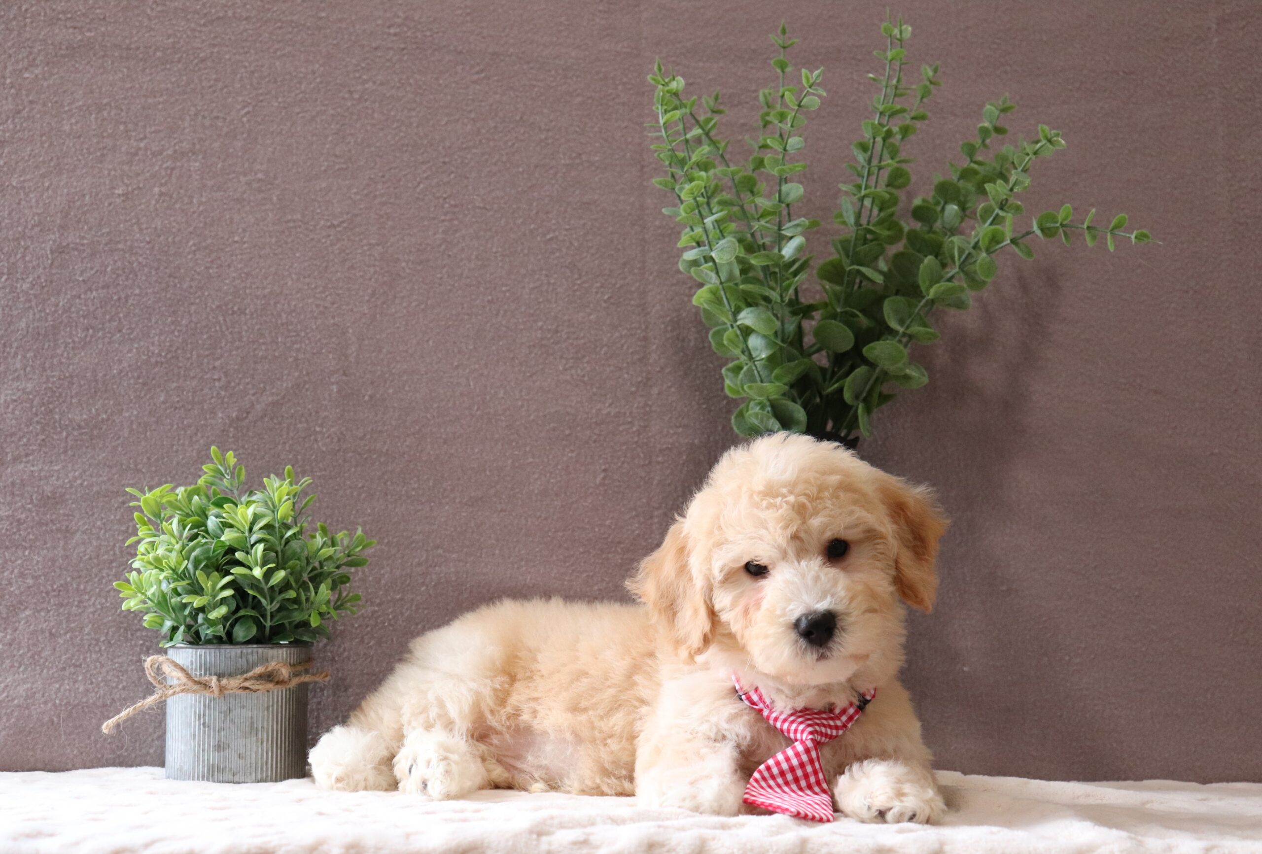 Buddy-0348aaa-bichapoo-Pawsome-Family-Pets