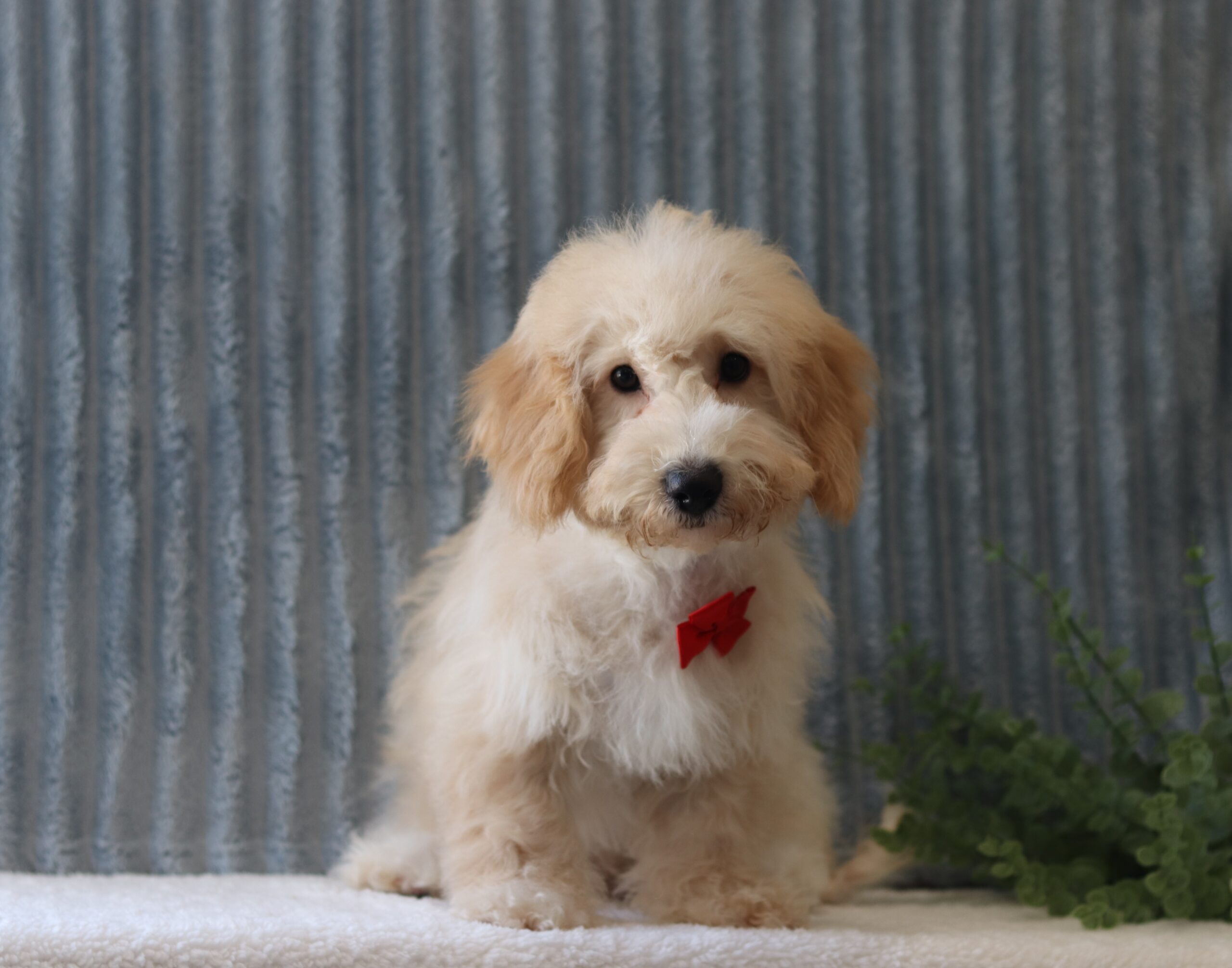 Buddy-0348cc-puppy-bichapoo-Pawsome-Family-Pets