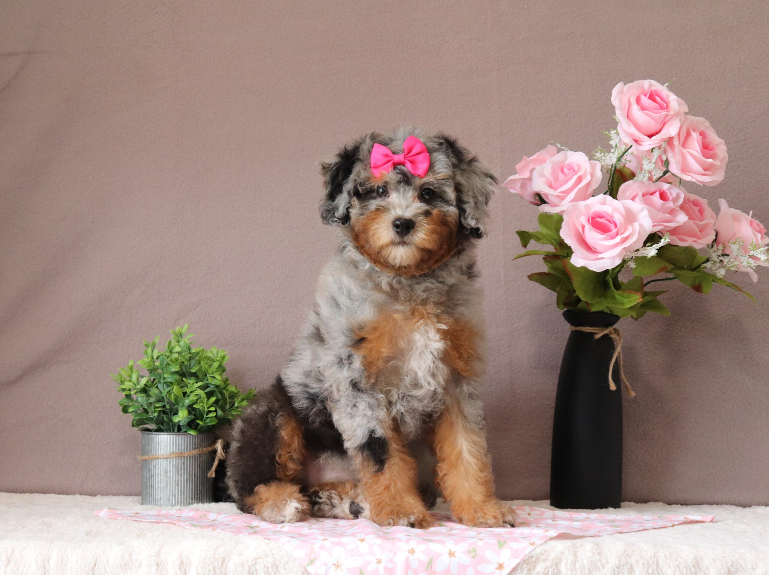 Cheryl-9444-bb-puppy-micro-mini-bernedoodle-pawsome-family-pets