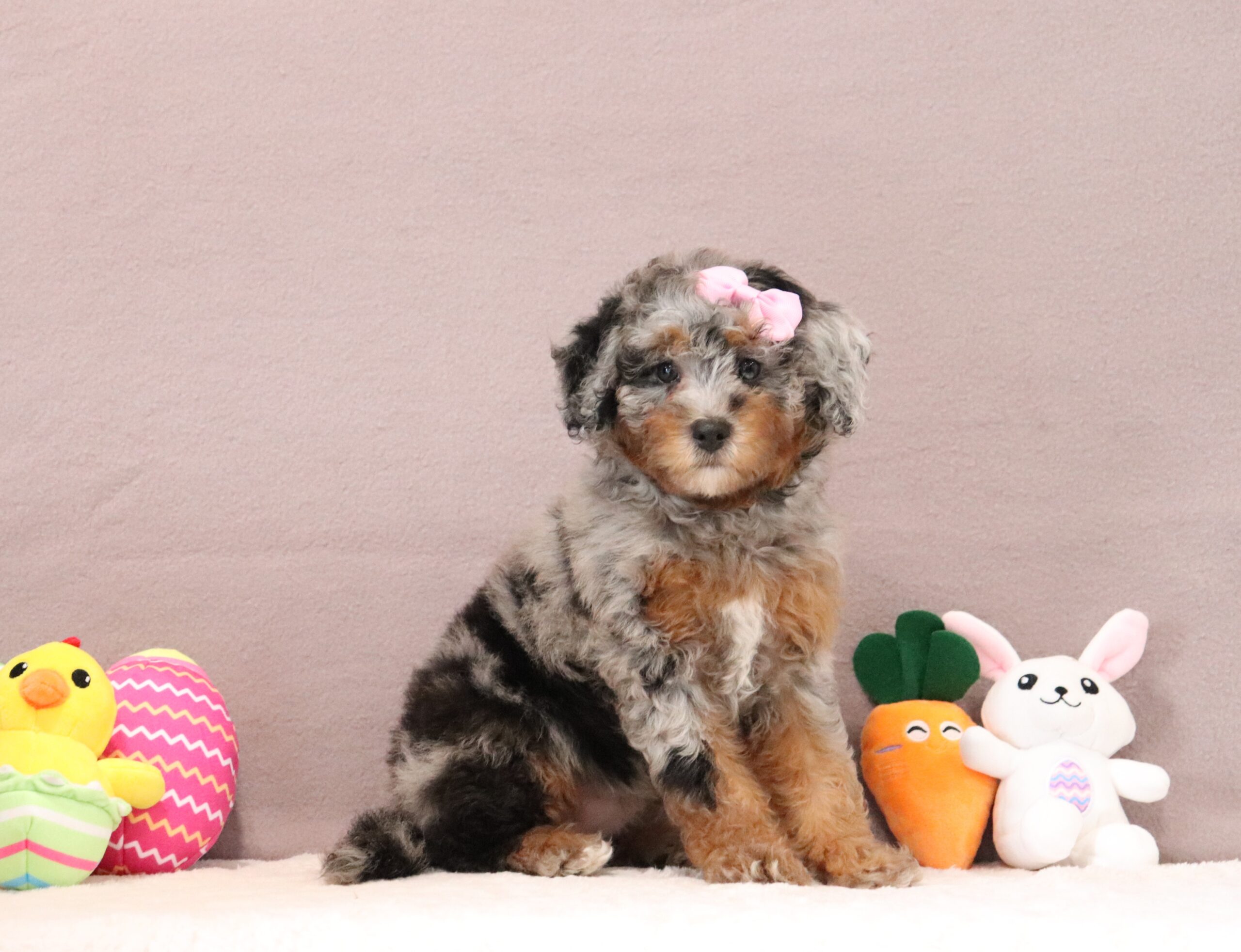 Cheryl-9444aaa-puppy-mini-bernedoodle-Pawsome-Family-Pets