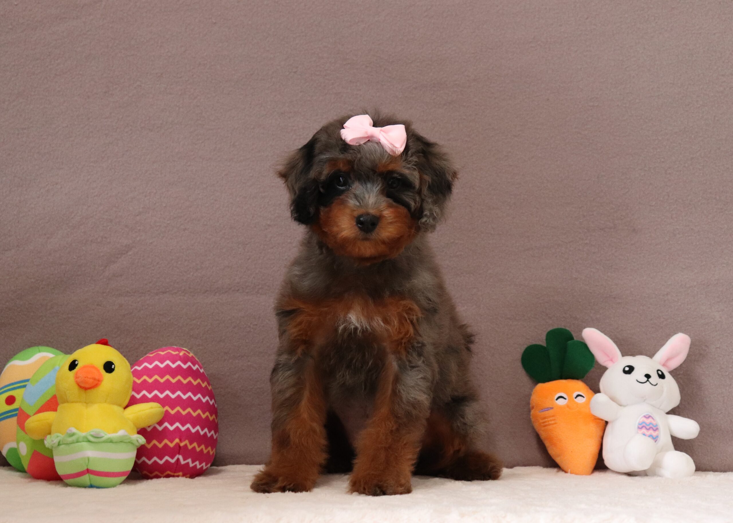 Chloe-1706a-puppy-mini-bernedoodle-Pawsome-Family-Pets