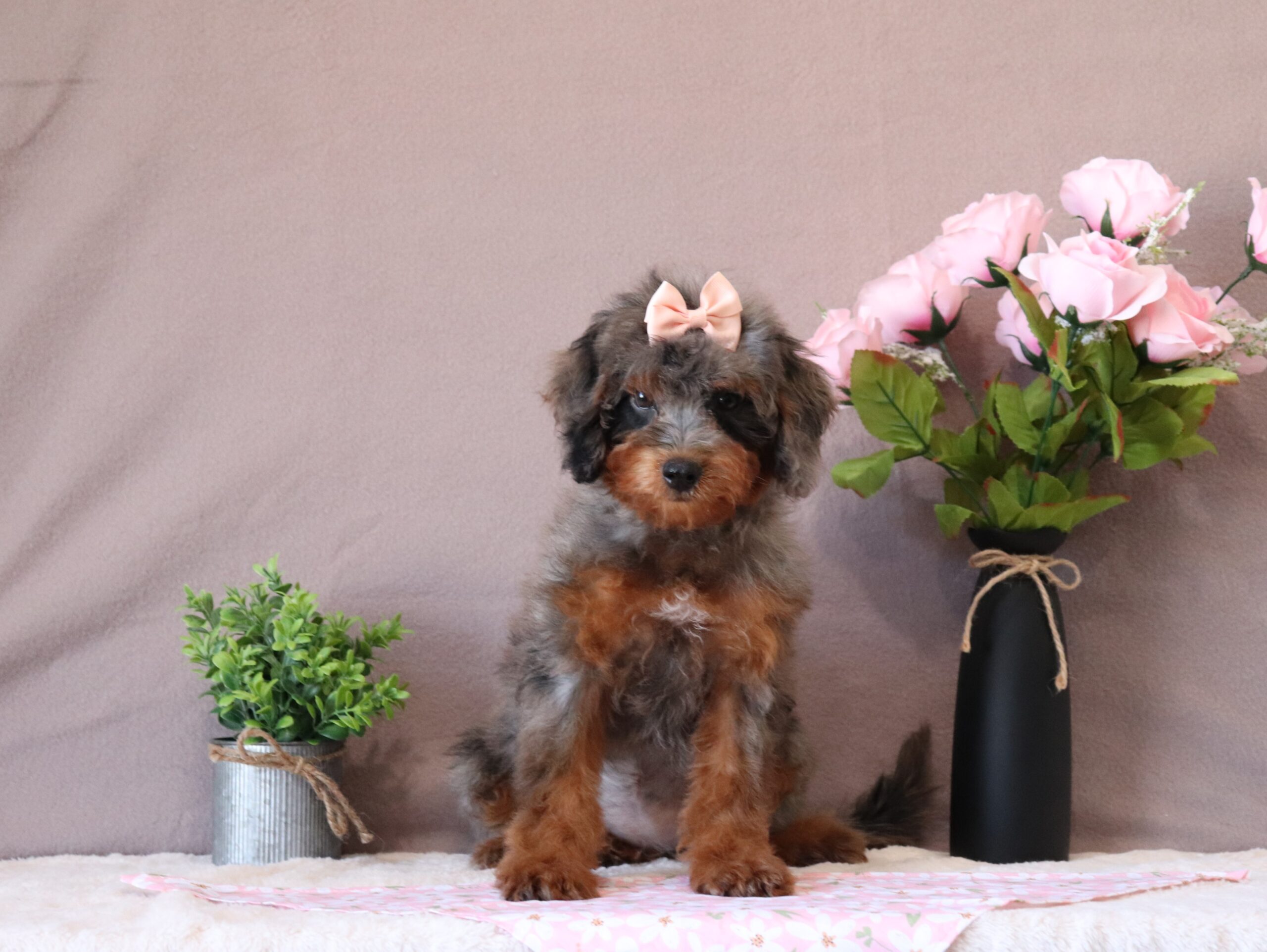 Chloe - luxury bernadoodle puppy for adoption