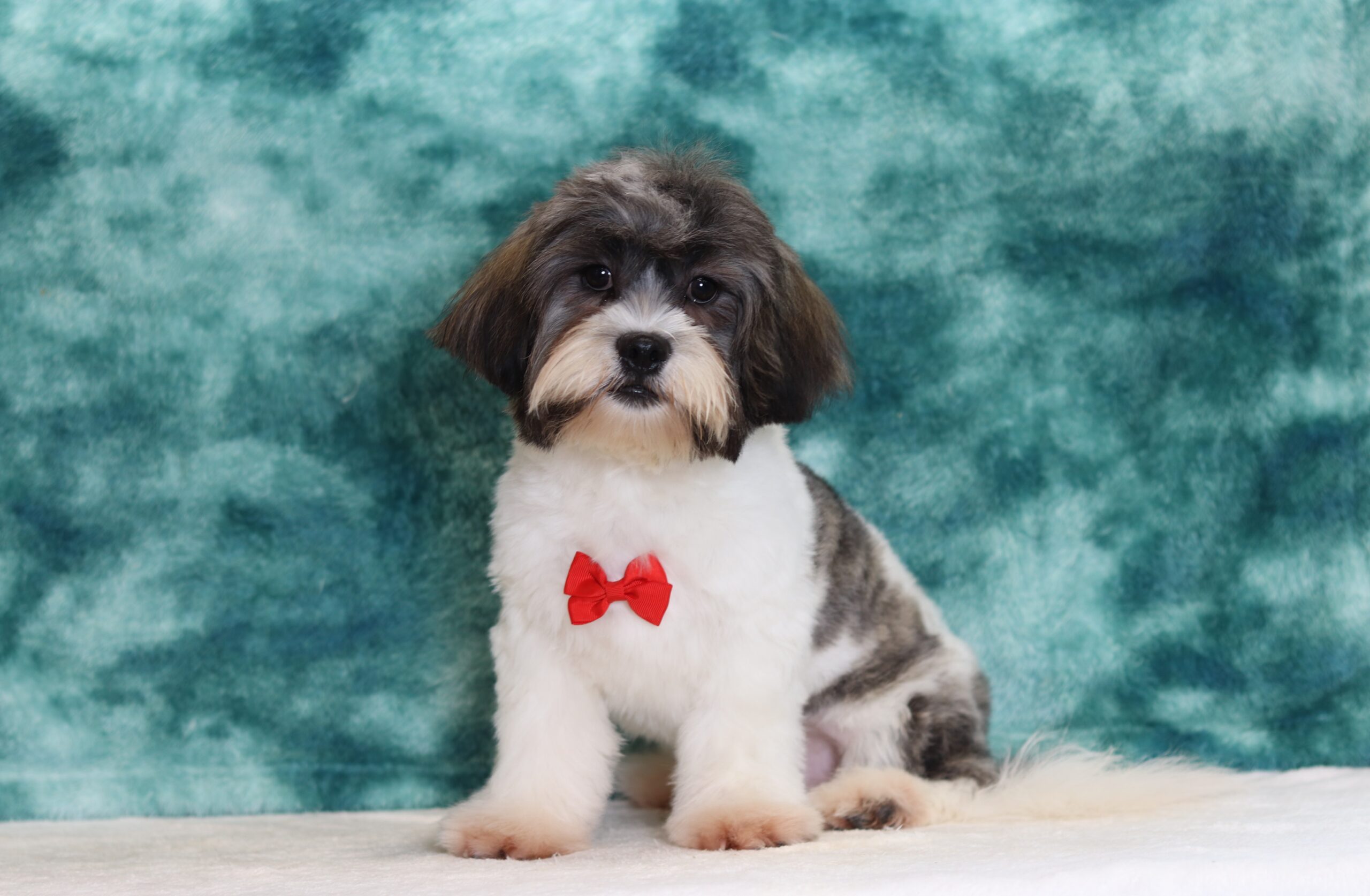 Easton-0586a-puppy-teddy-bear-Pawsome-Family-Pets