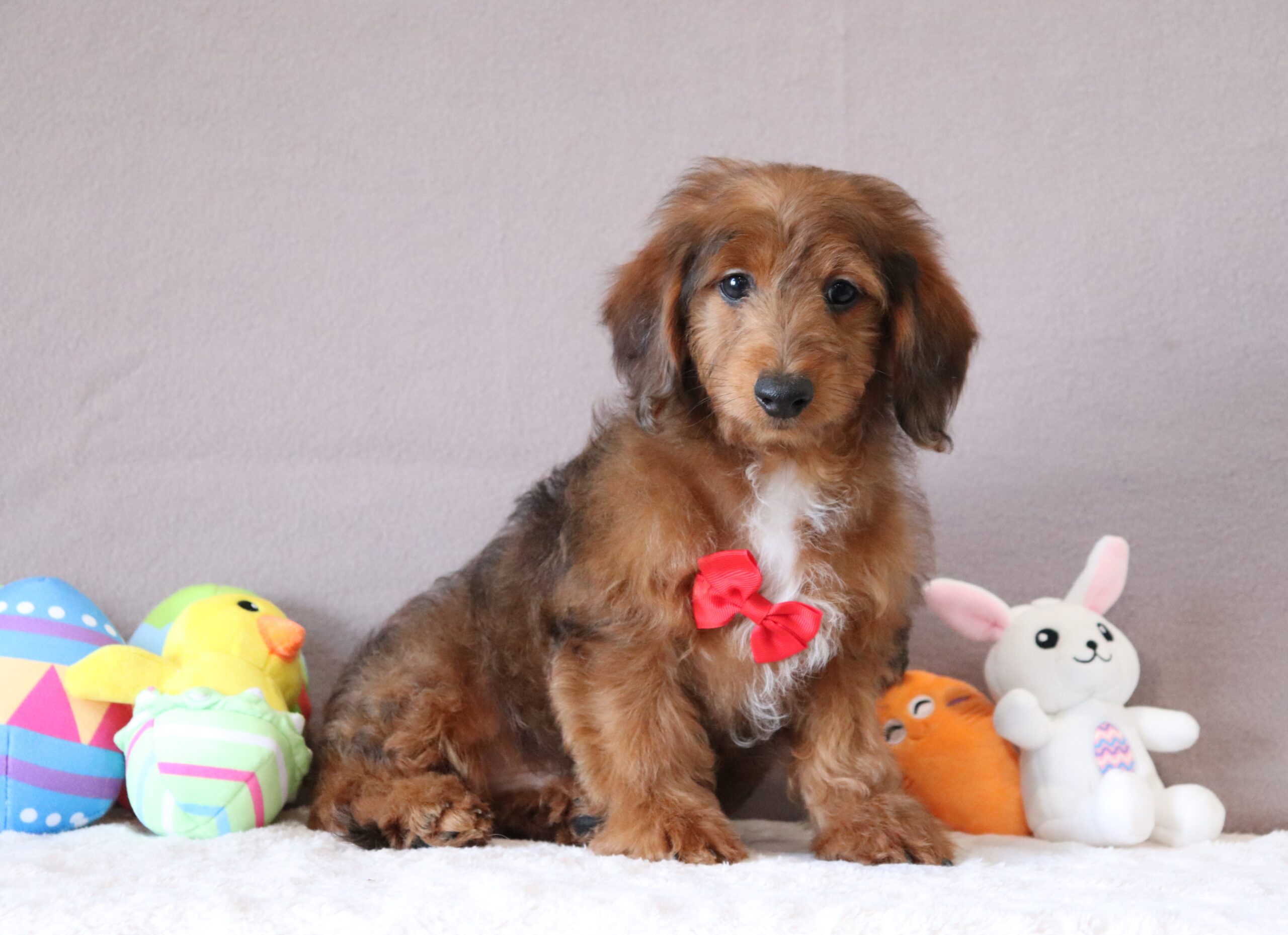 Gabriel-0625a-puppy-mini-doxidoodle-Pawsome-Family-Pets