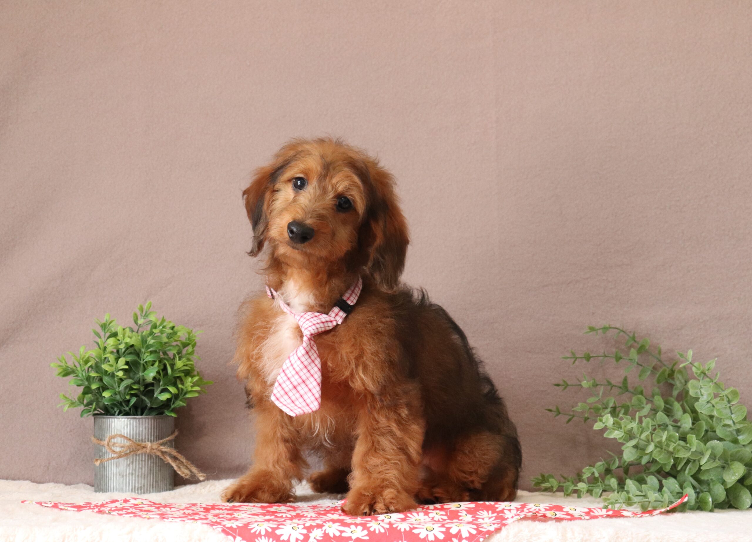 Gabriel - luxury mini doxidoodle puppy for adoption