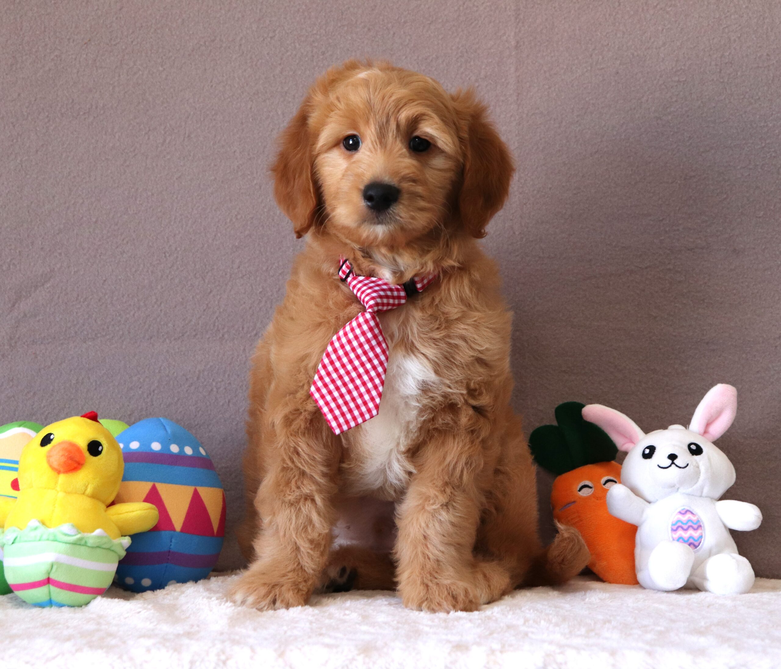 Harris-1713-aa-puppy-Mini-Goldendoodle-Pawsome-Family-Pets