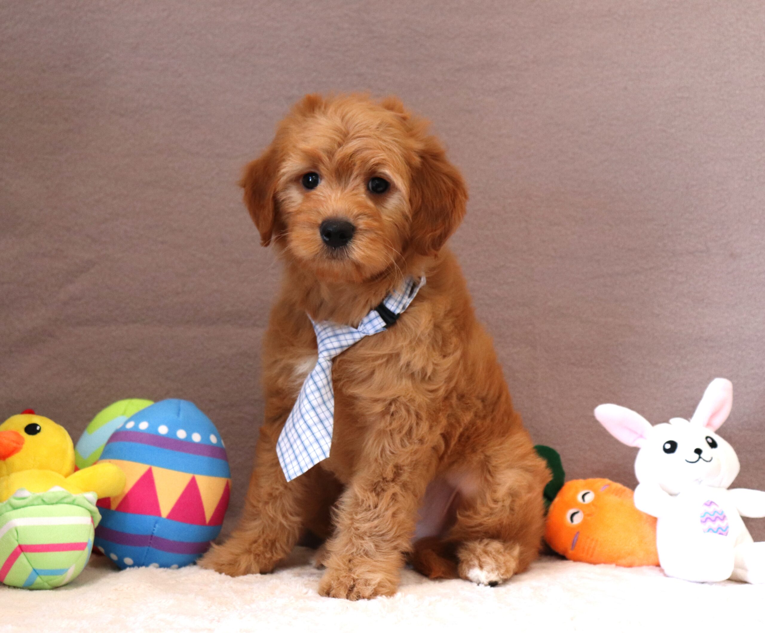 Henrick-1716-aa-puppy-Mini-Goldendoodle-Pawsome-Family-Pets