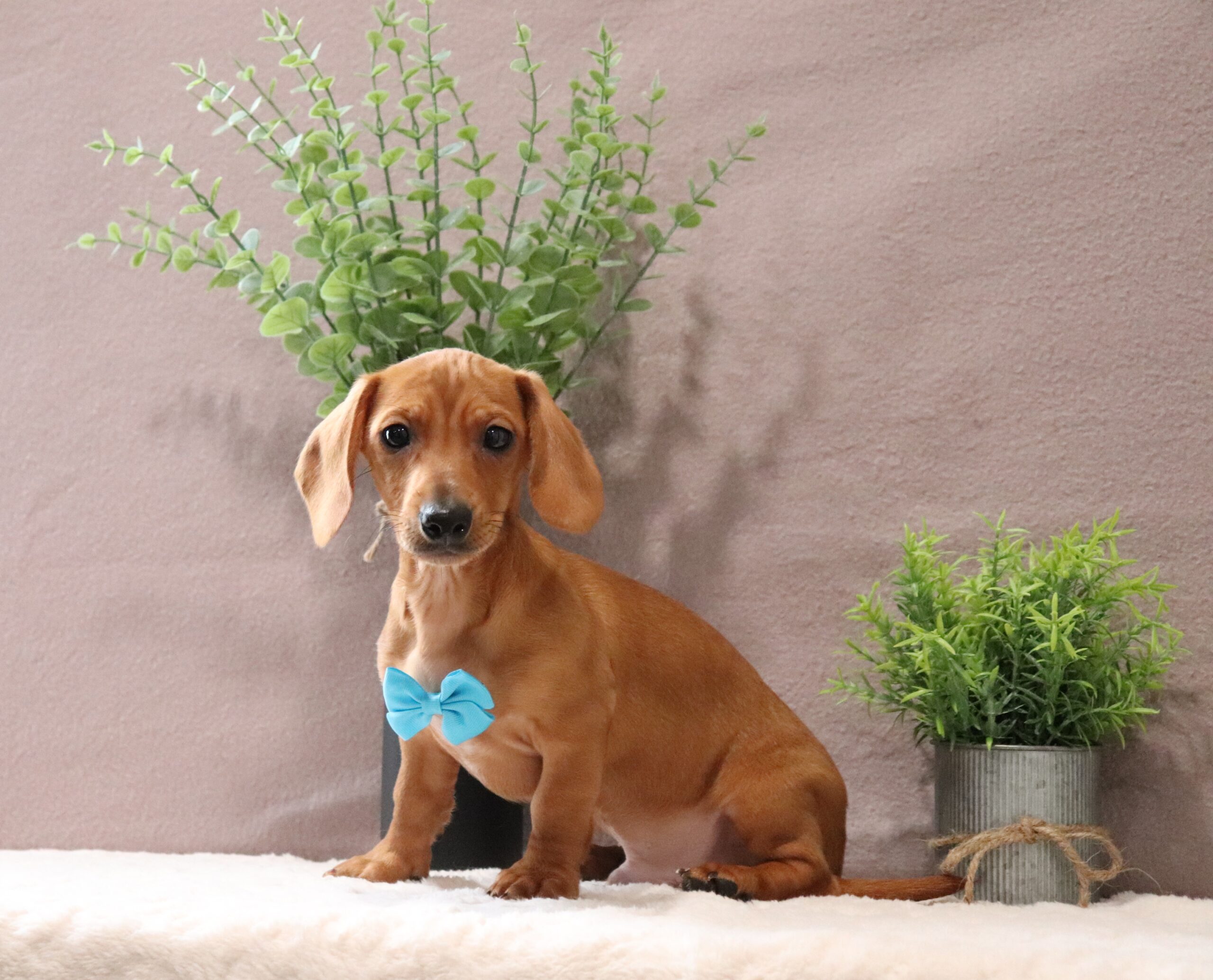 Maynard a Mini Dachshund puppy-Pawsome Family Pets