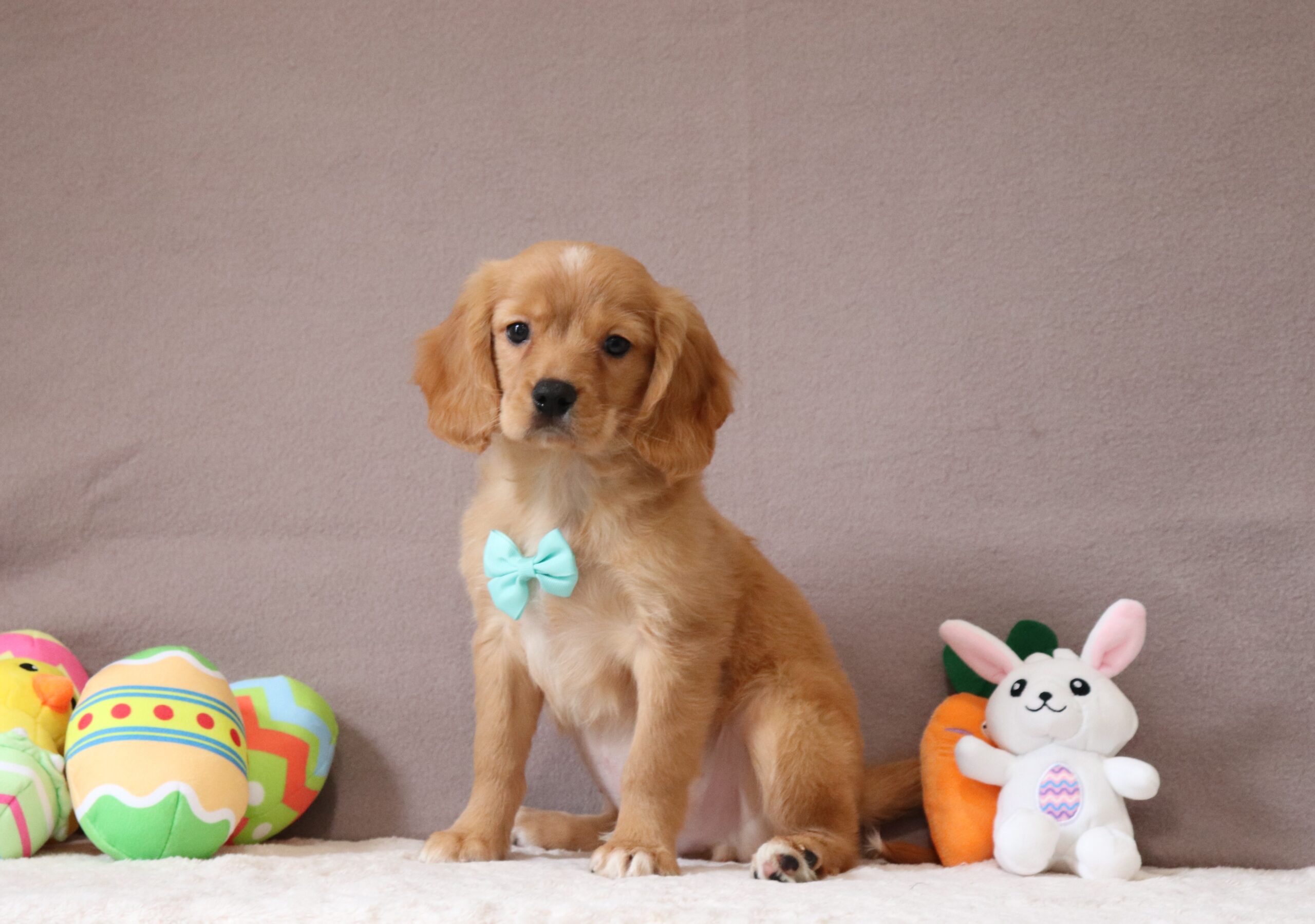 Pepper 2895a mini golden retriever puppy Pawsome Family Pets