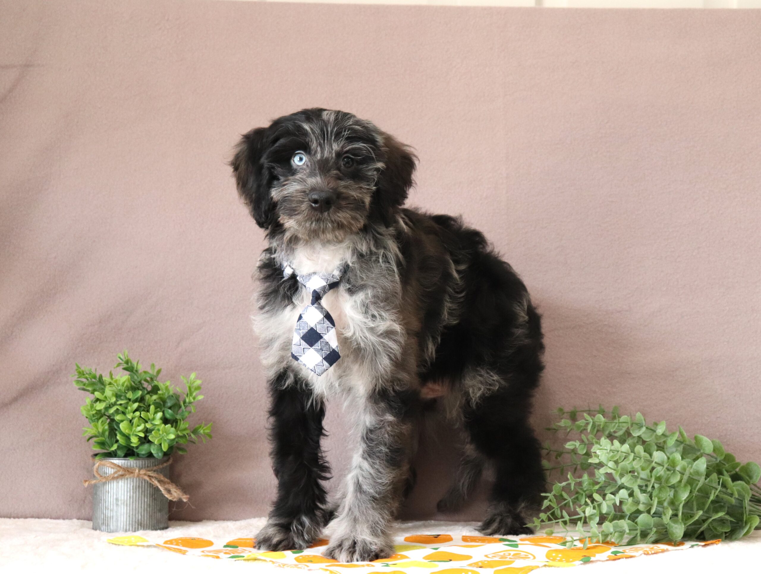 Ronnie - luxury mini-goldendoodle puppy for adoption